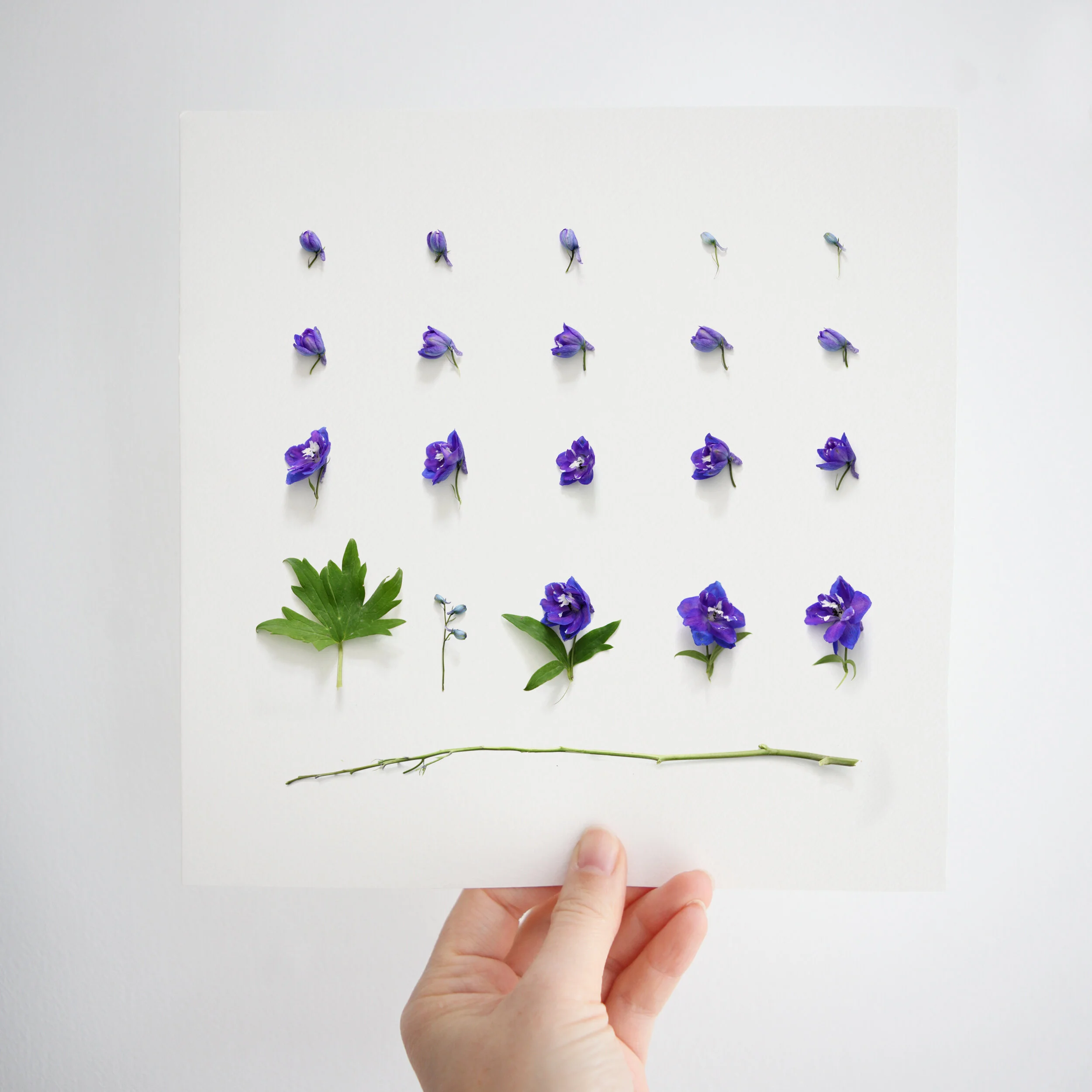 Delphinium Birth Flower Print | July Birth Flower | Larkspur Birth Flower | Floral Artwork | Birth Flower Artwork | Birth Flower Gift | Flower Photography
