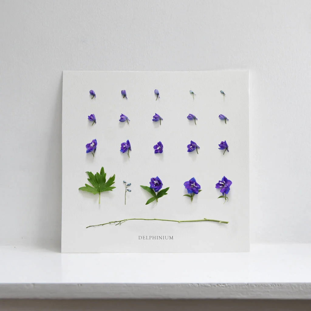 Delphinium Birth Flower Print | July Birth Flower | Larkspur Birth Flower | Floral Artwork | Birth Flower Artwork | Birth Flower Gift | Flower Photography
