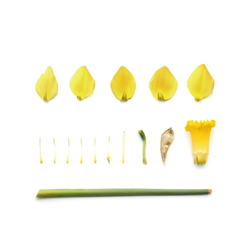 web_daffodil_march.jpg