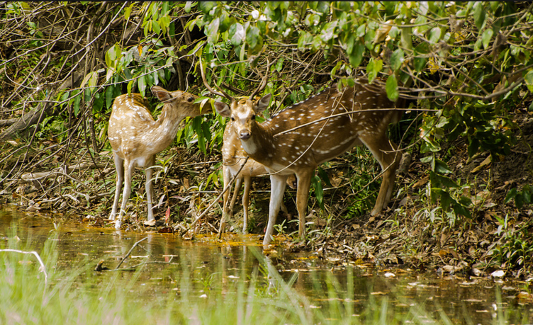 Bardia Jungle Safari