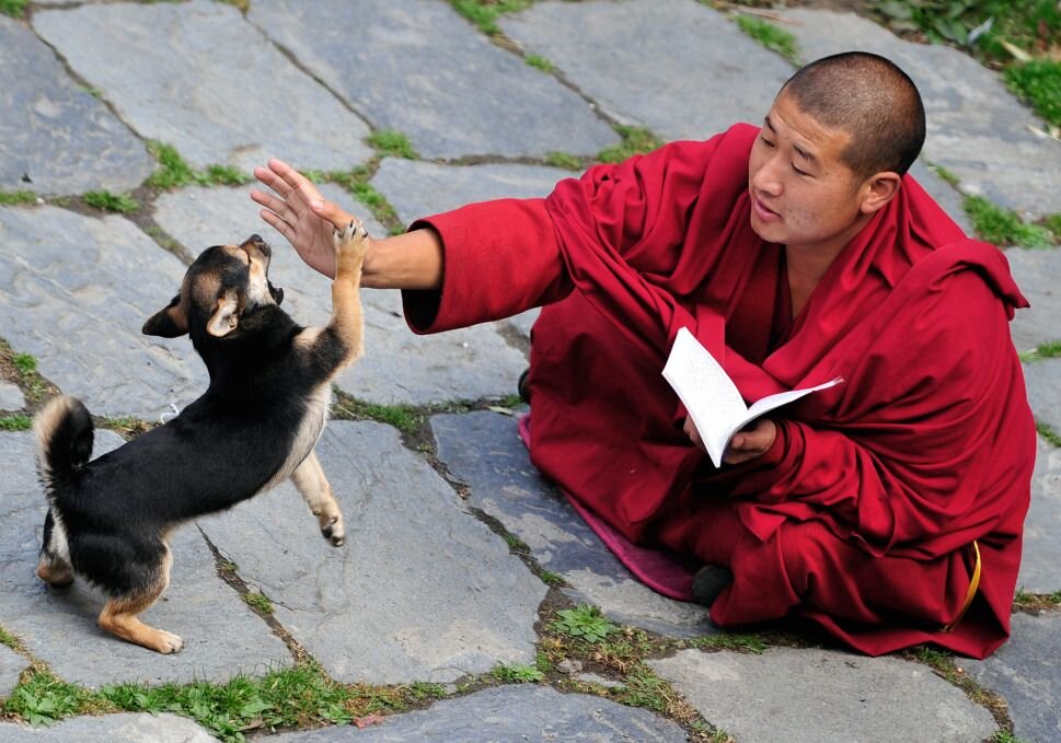 Image detail for -Tibetan monk plays with a dog as he chants while studying prayer ____.jpg
