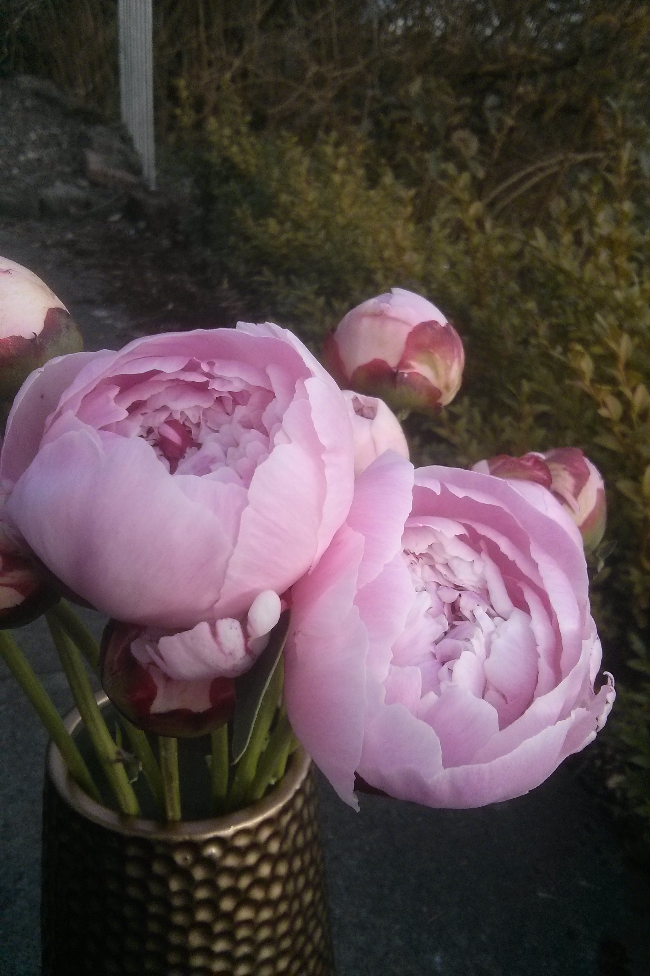 Coaxing peonies open in the sun