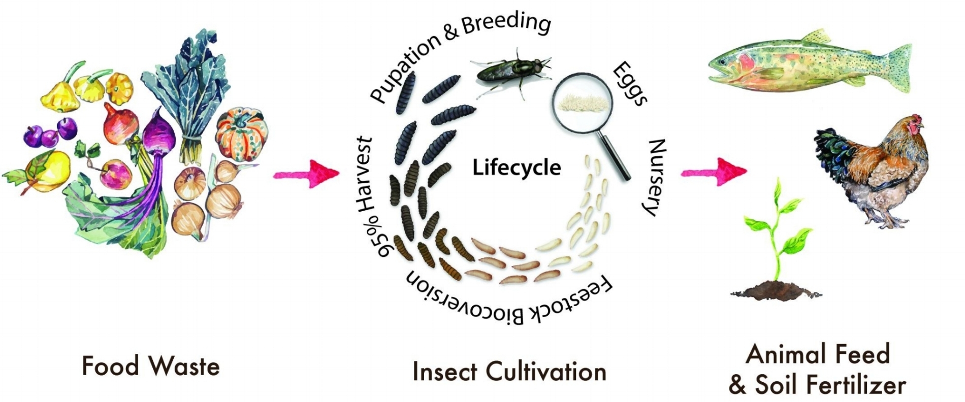 lifecycle_web.jpg