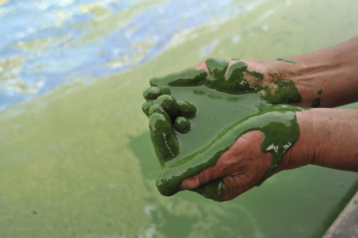 This causes an explosion of life! Algae feast on the fertilizer and grow rapidly, taking over the ecosystem. 