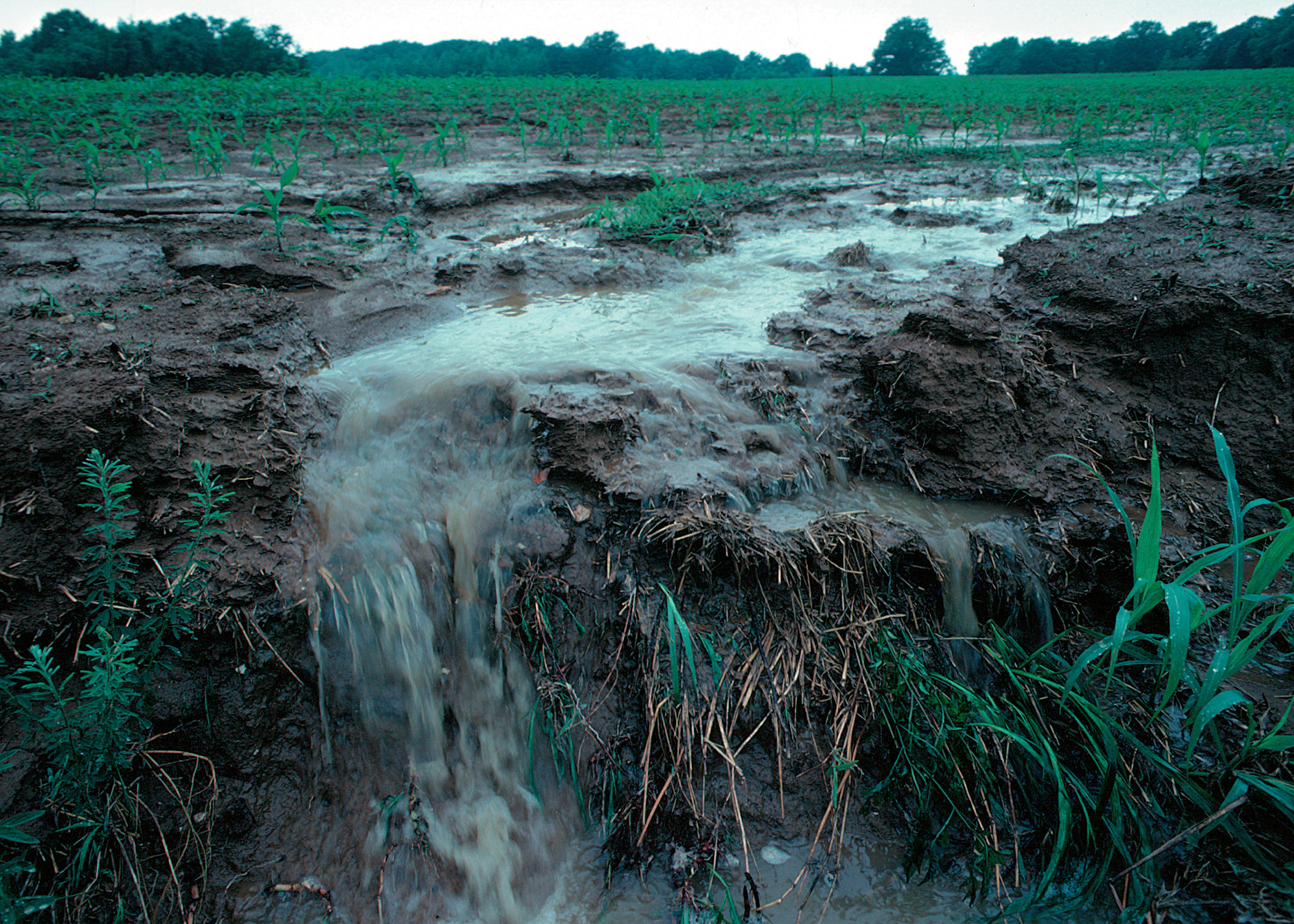 However, a lot of fertilizer is never used by plants. Fertilizer runs off farm fields and lawns into local waterways.