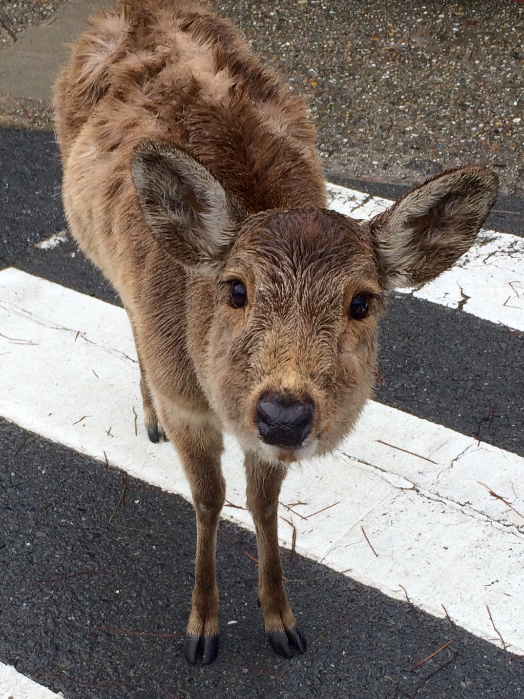 Nara, Japan