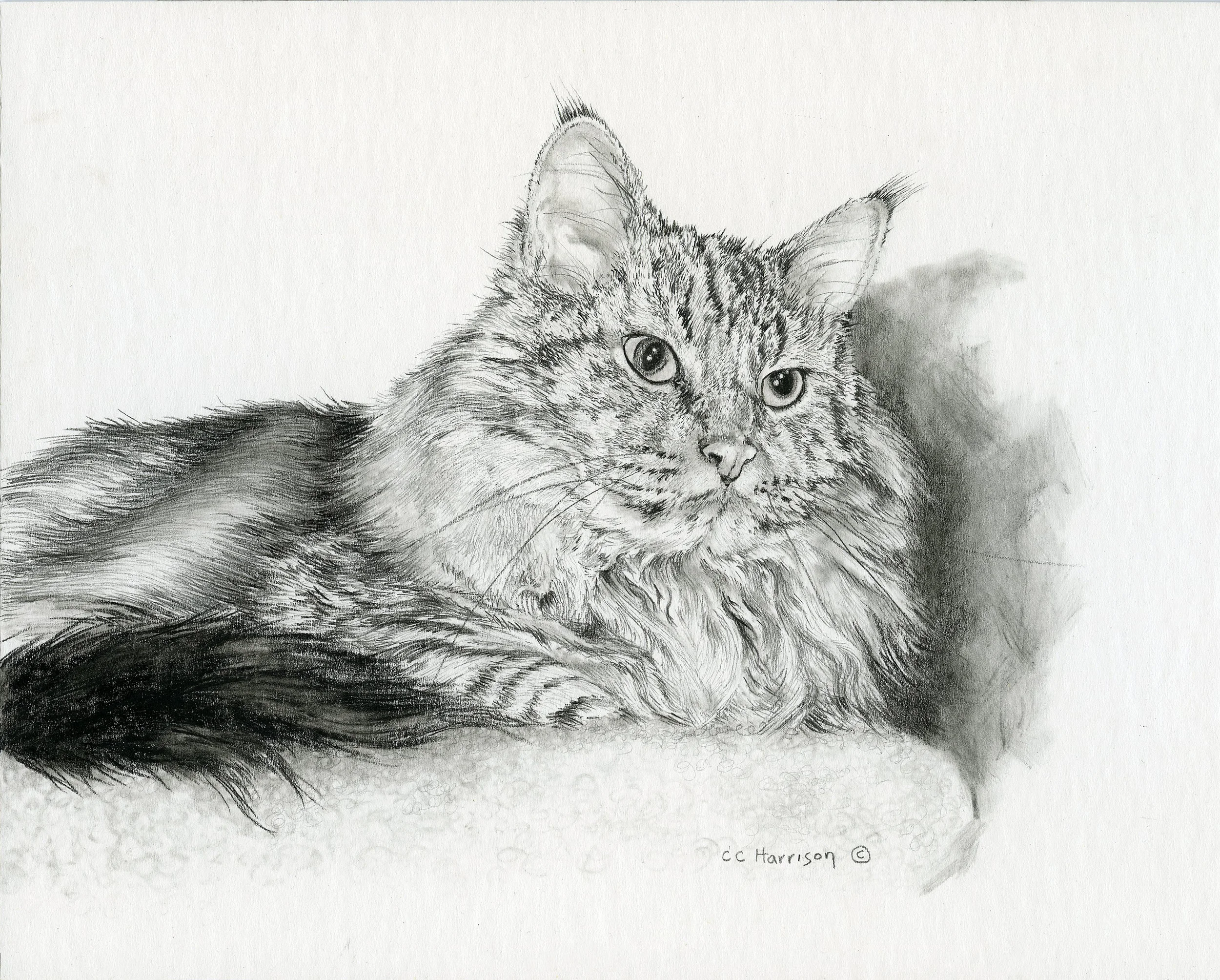 Betty's Cat.jpg