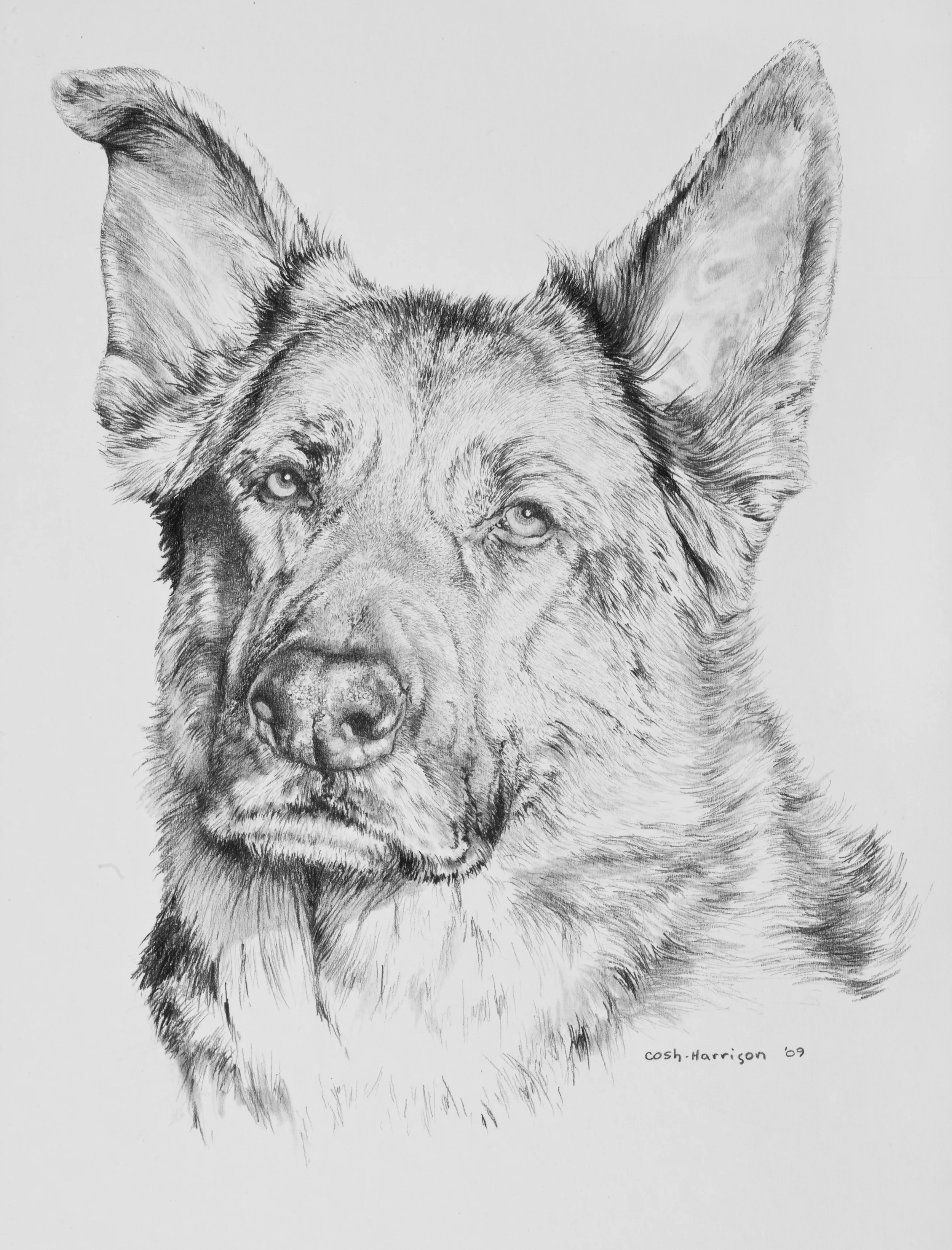 Rescued Shepard   Sample   6.66 MB.jpg