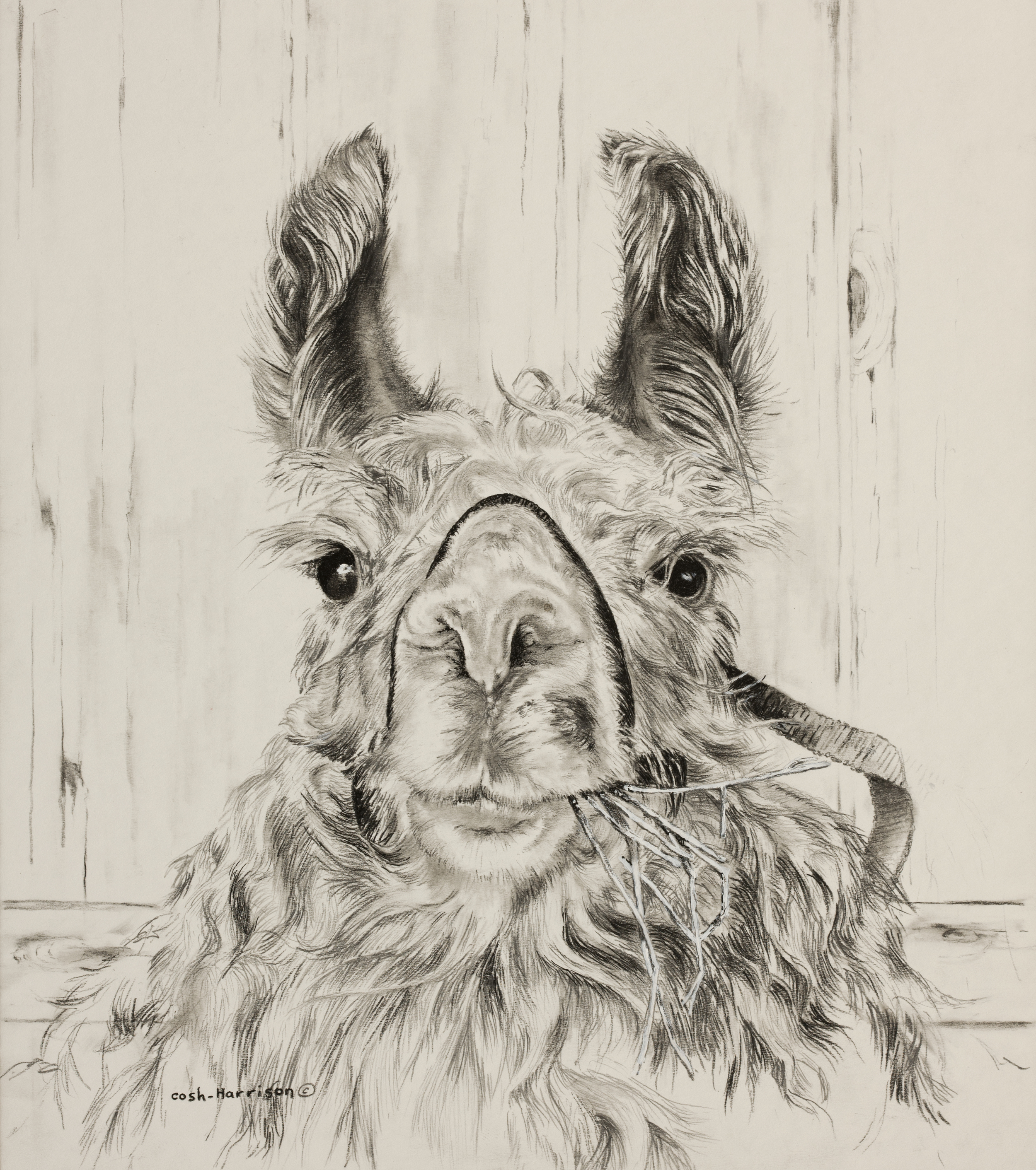Llama  6.77 MB.jpg