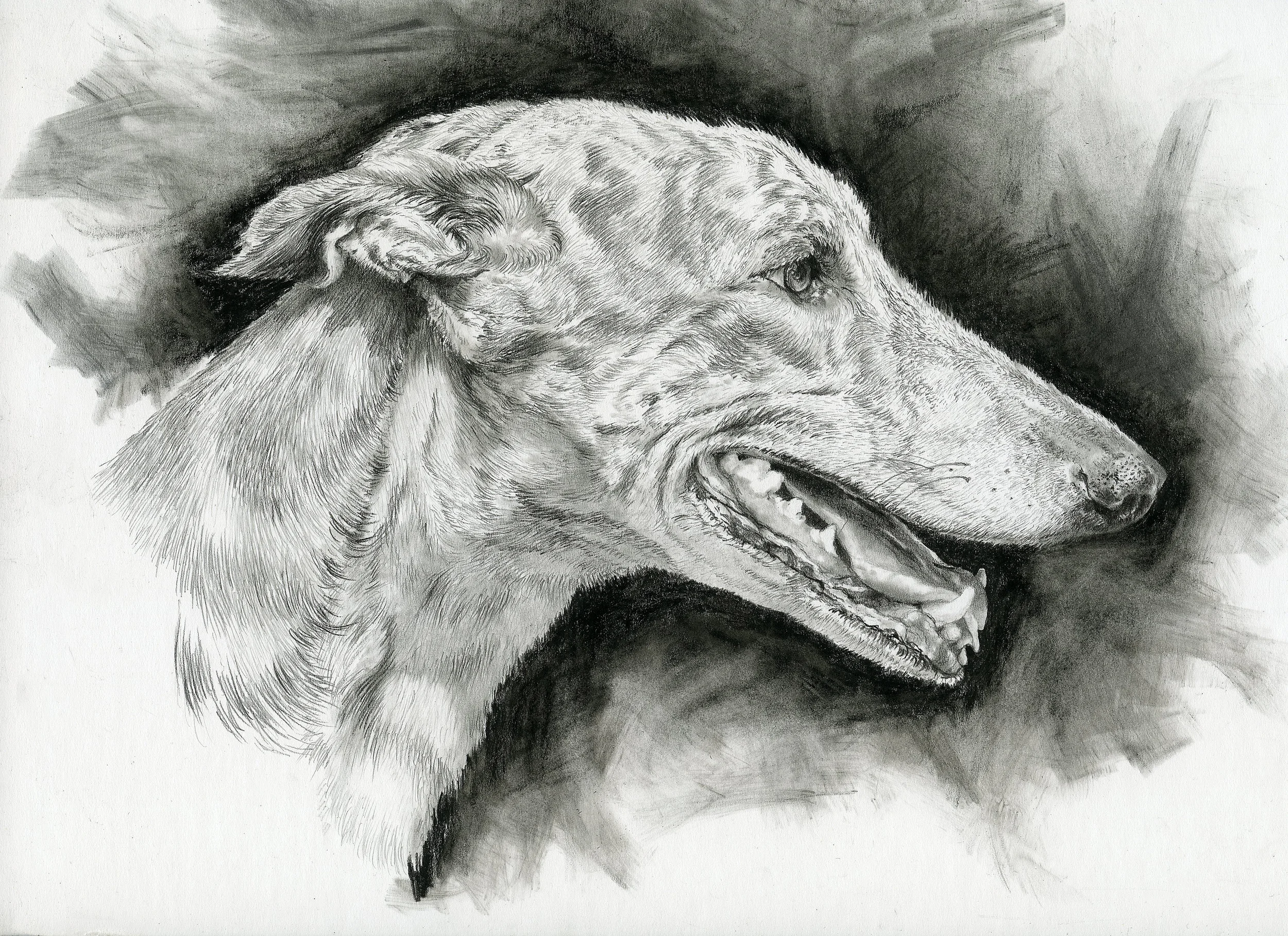 Rescue Gryhound.jpg