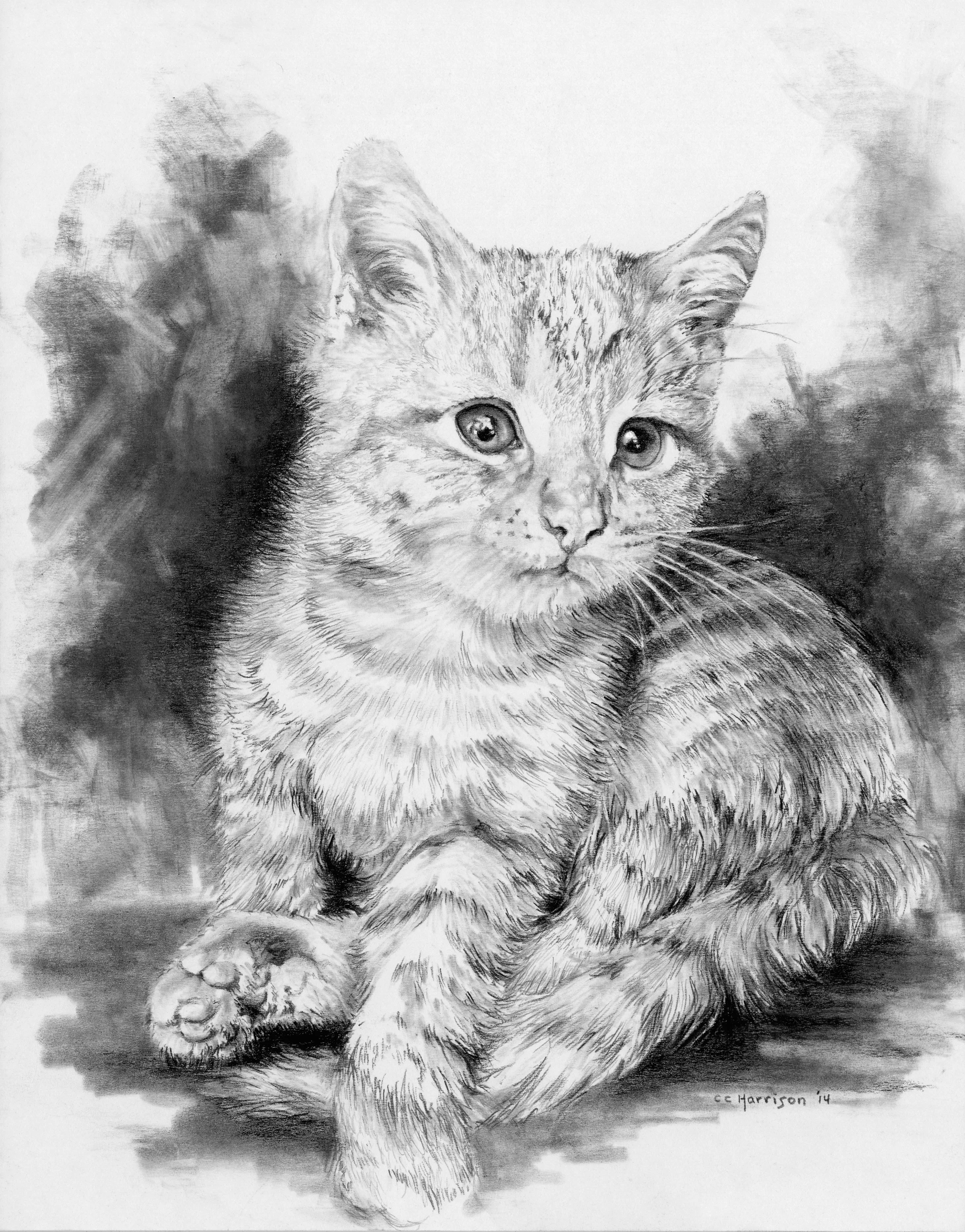 Kitten 4.45 MB.jpg