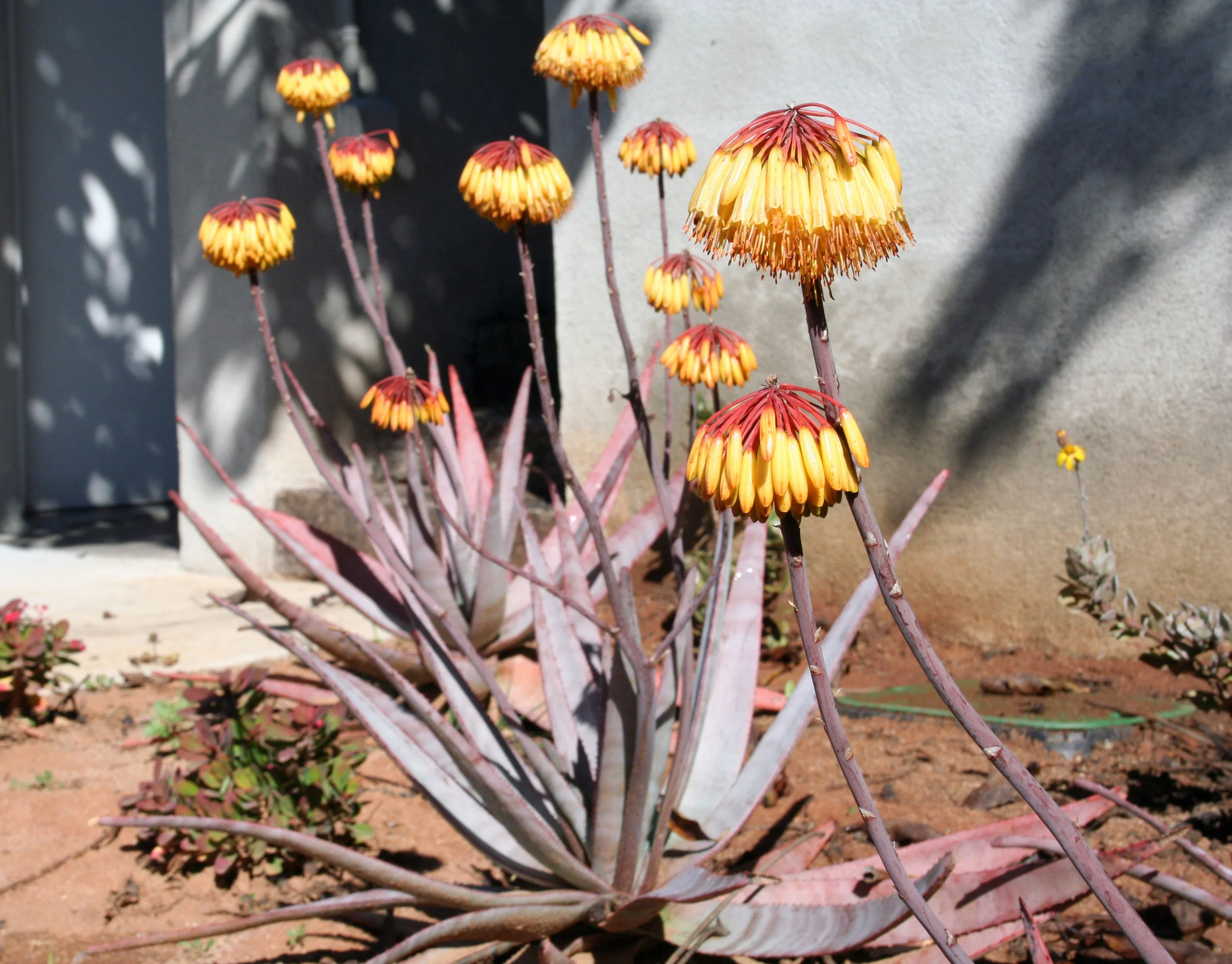 Malagasy Garden
