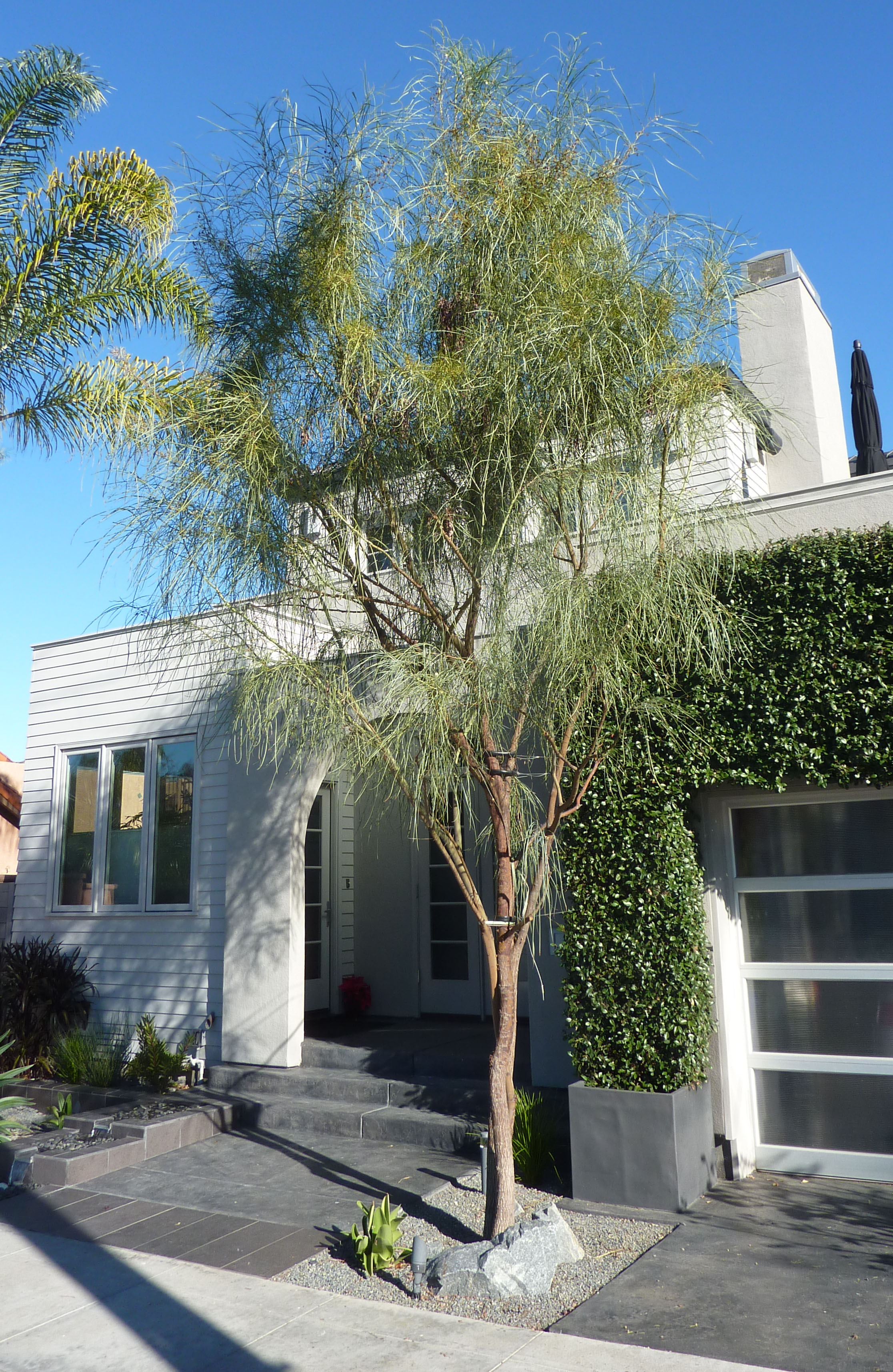 Acacia stenophylla.JPG