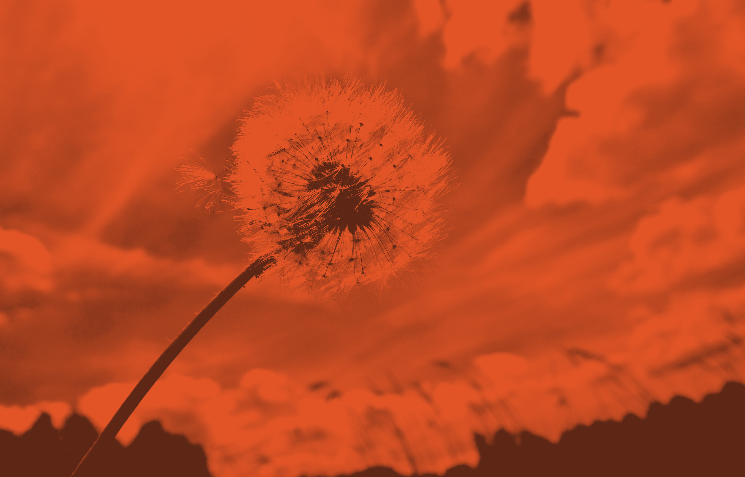 Paardenbloem