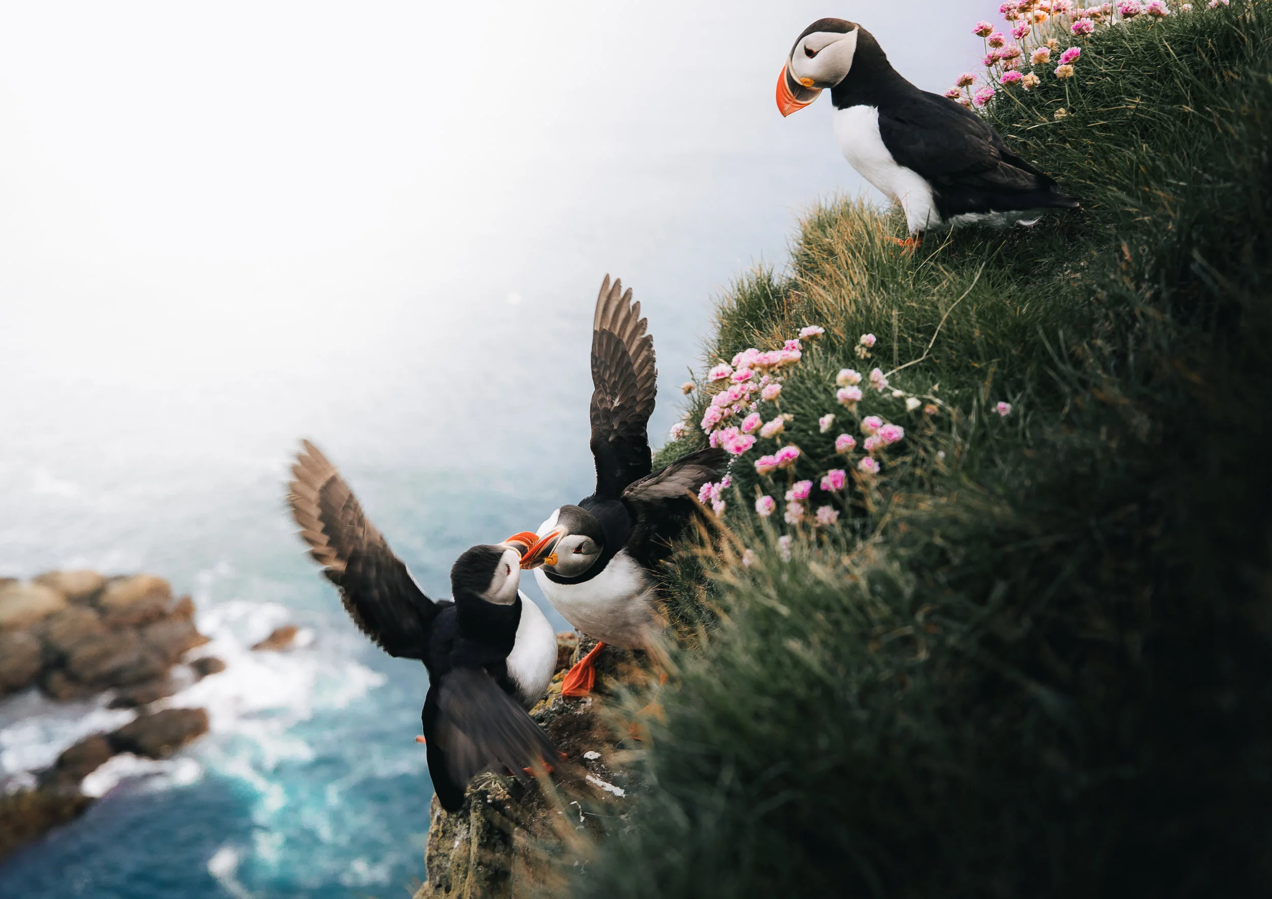 Puffins in Western Iceland