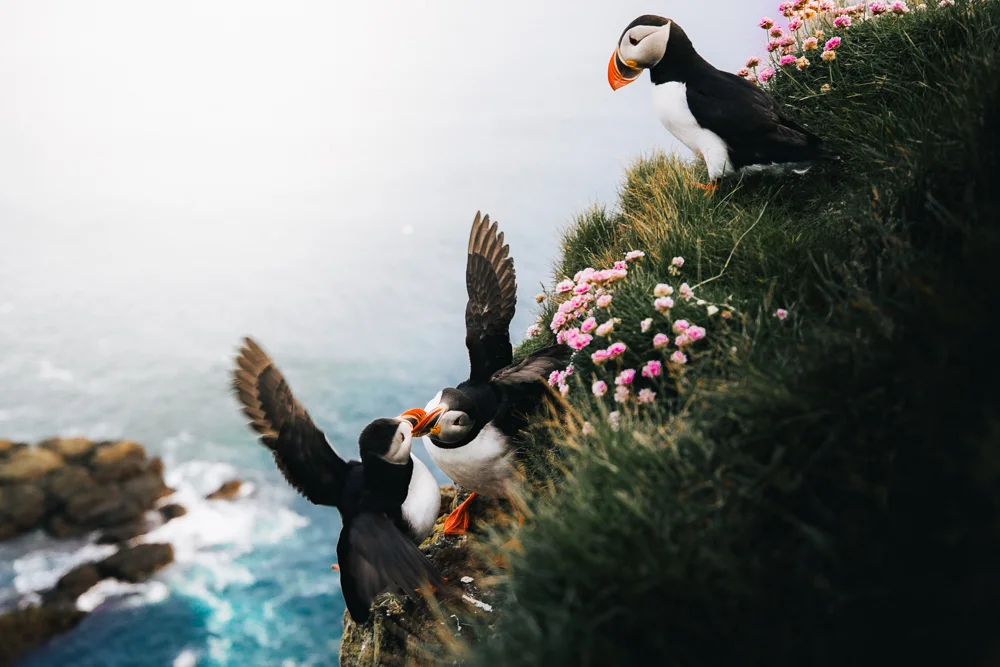 PUFFIN  PLAYOFF (ICELAND)