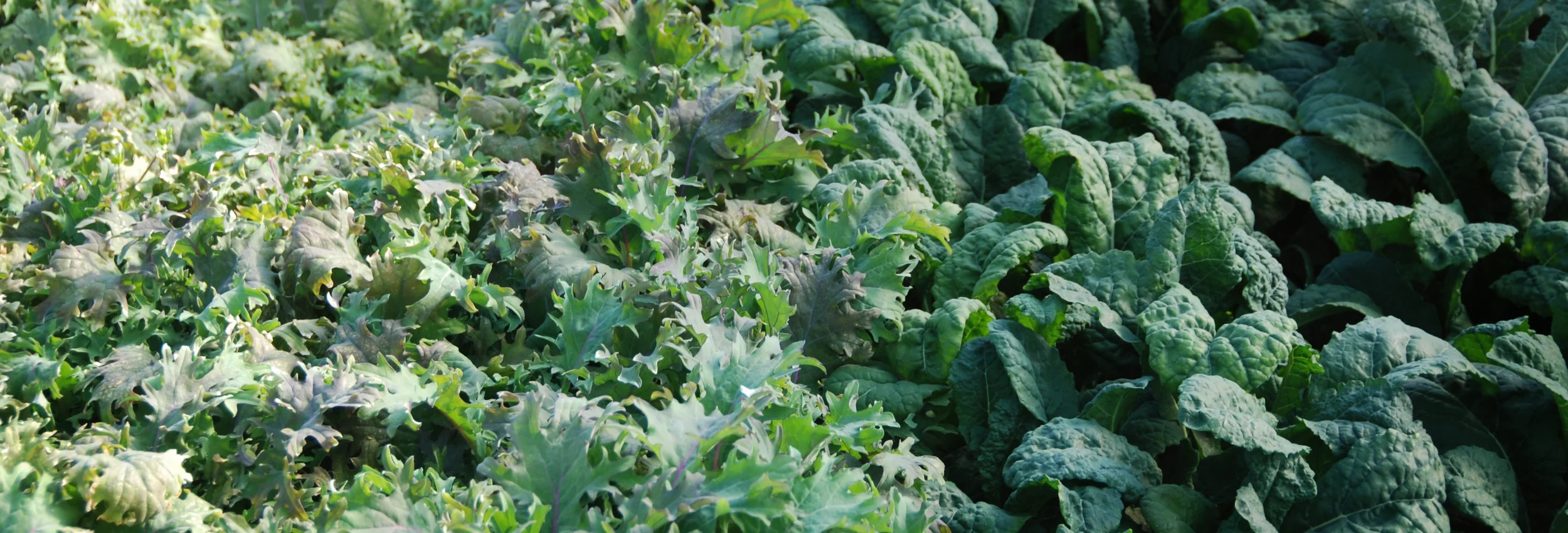 kale cover photo.jpg