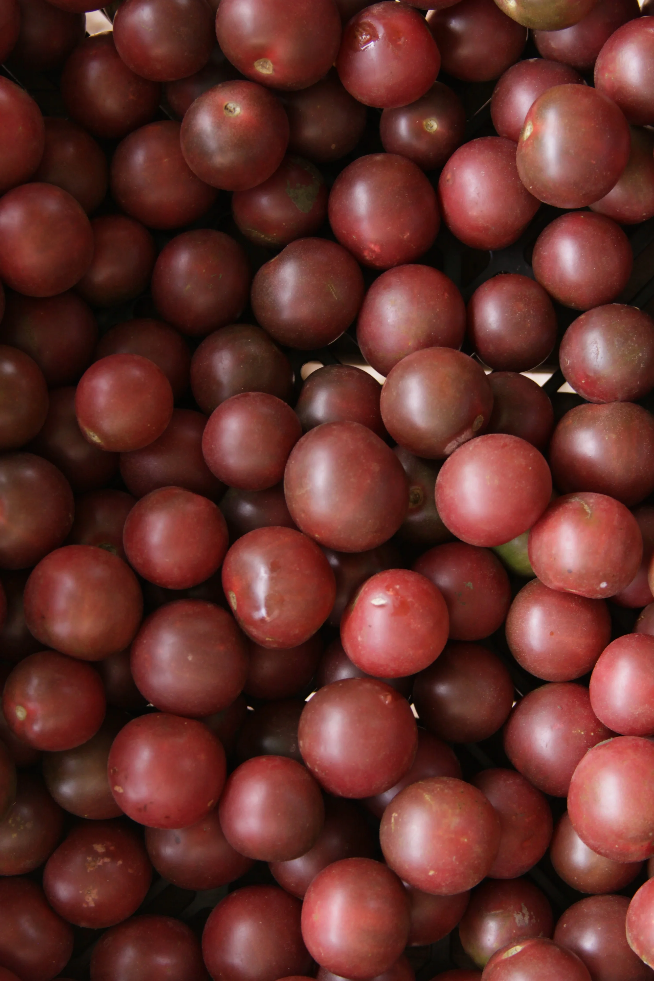 SANG LEE FARM MID AUGUST 1011 - 426.jpg