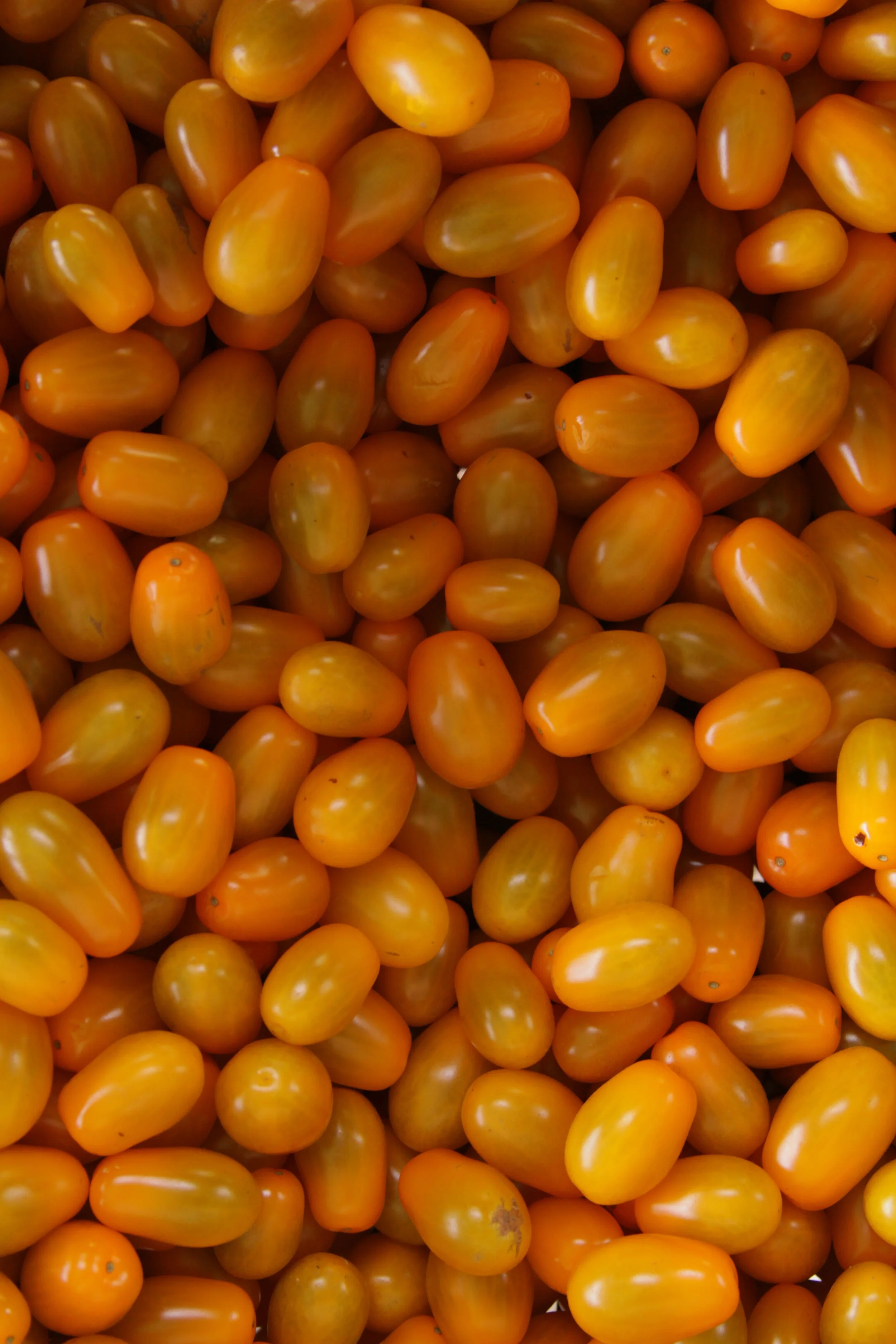 SANG LEE FARM MID AUGUST 1011 - 436.jpg