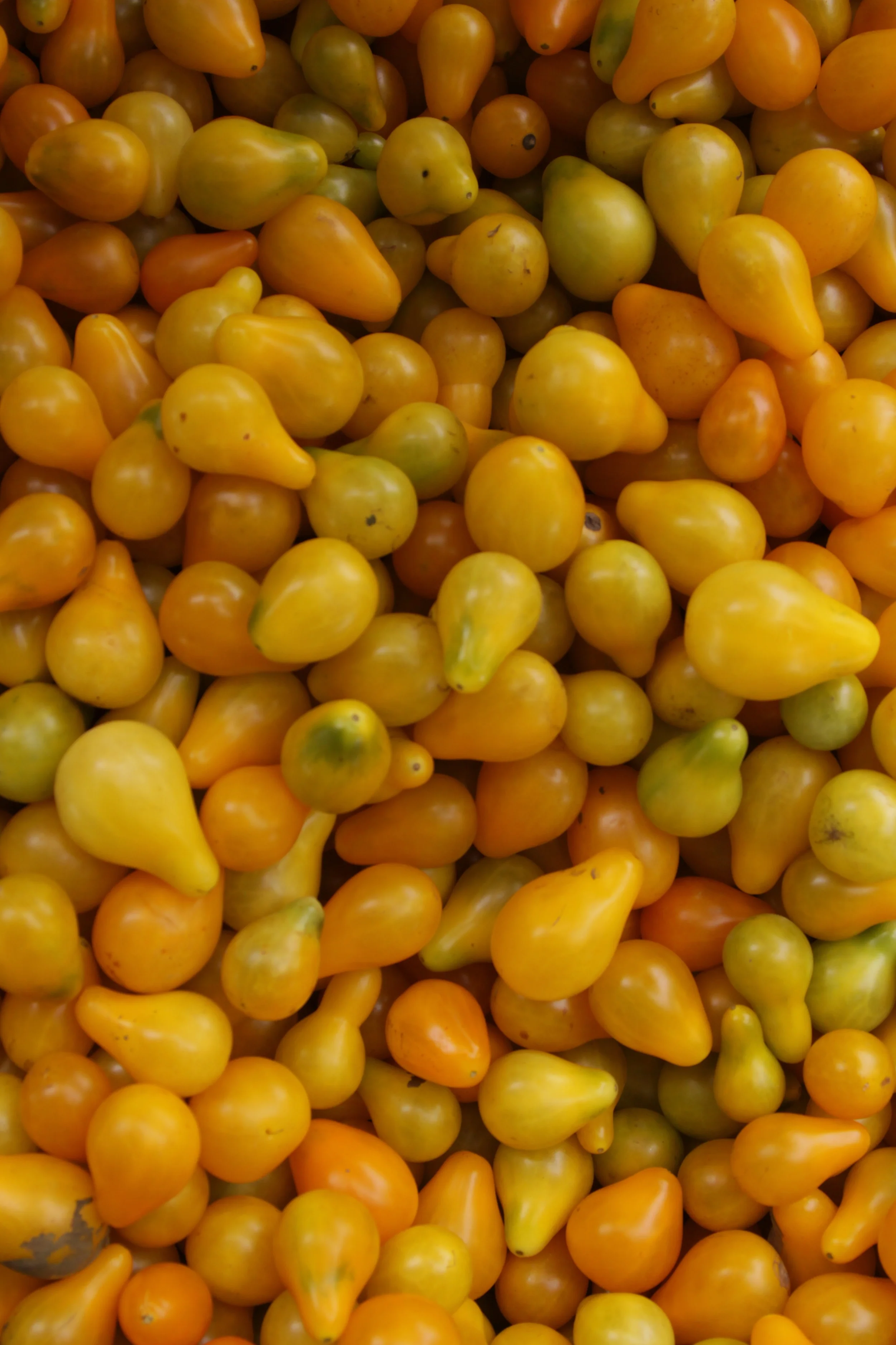 SANG LEE FARM MID AUGUST 1011 - 464.jpg