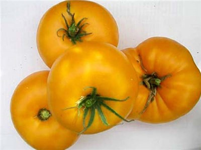 YELLOW BRANDYWINE* Large Yellow Tomato