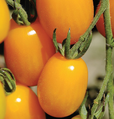 GOLDEN SWEET Small Yellow Grape Tomato