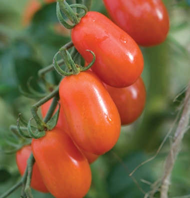  SMARTY Small Red Grape Tomato