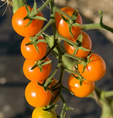 SUNGOLD* Small Orange Cherry Tomato