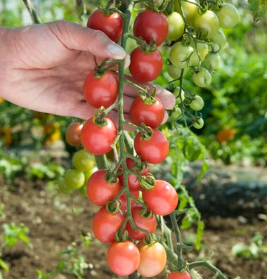 SUNPEACH Small Pink Cherry Tomato