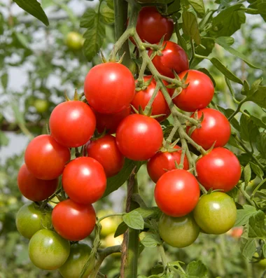 SAKURA* Small Red Cherry Tomato