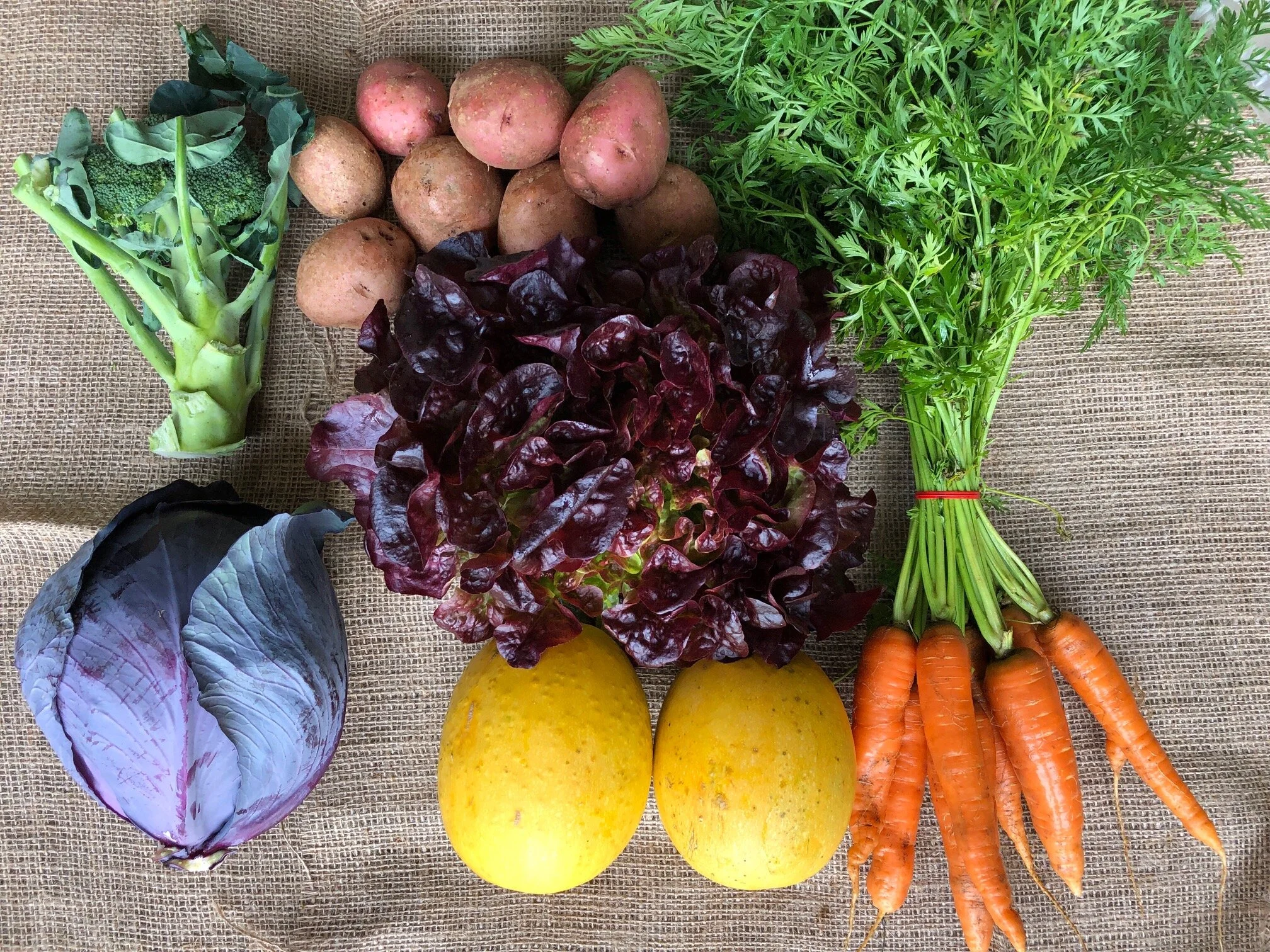 WEEK 1 1 head Red Cabbage 1 bunch Carrots 2 Spaghetti Squash 1 head Lettuce 1 head Broccoli 2 lbs Sweet Potatoes