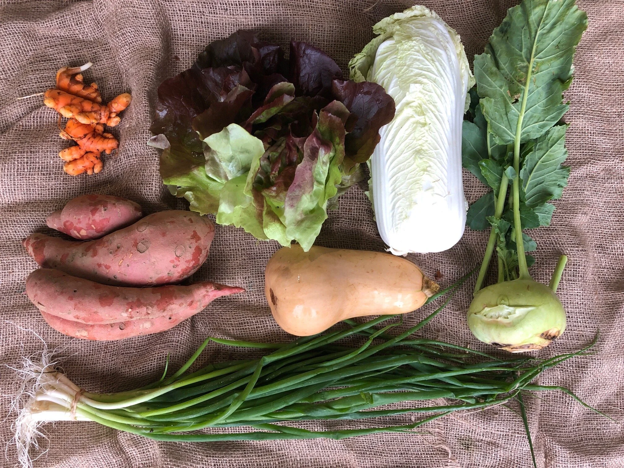 WEEK 2: 2.5 lbs Sweet Potatoes 1 head Napa Cabbage 1 bulb Kohlrabi 1 Butternut Squash 1 bunch Scallions 1 head Lettuce