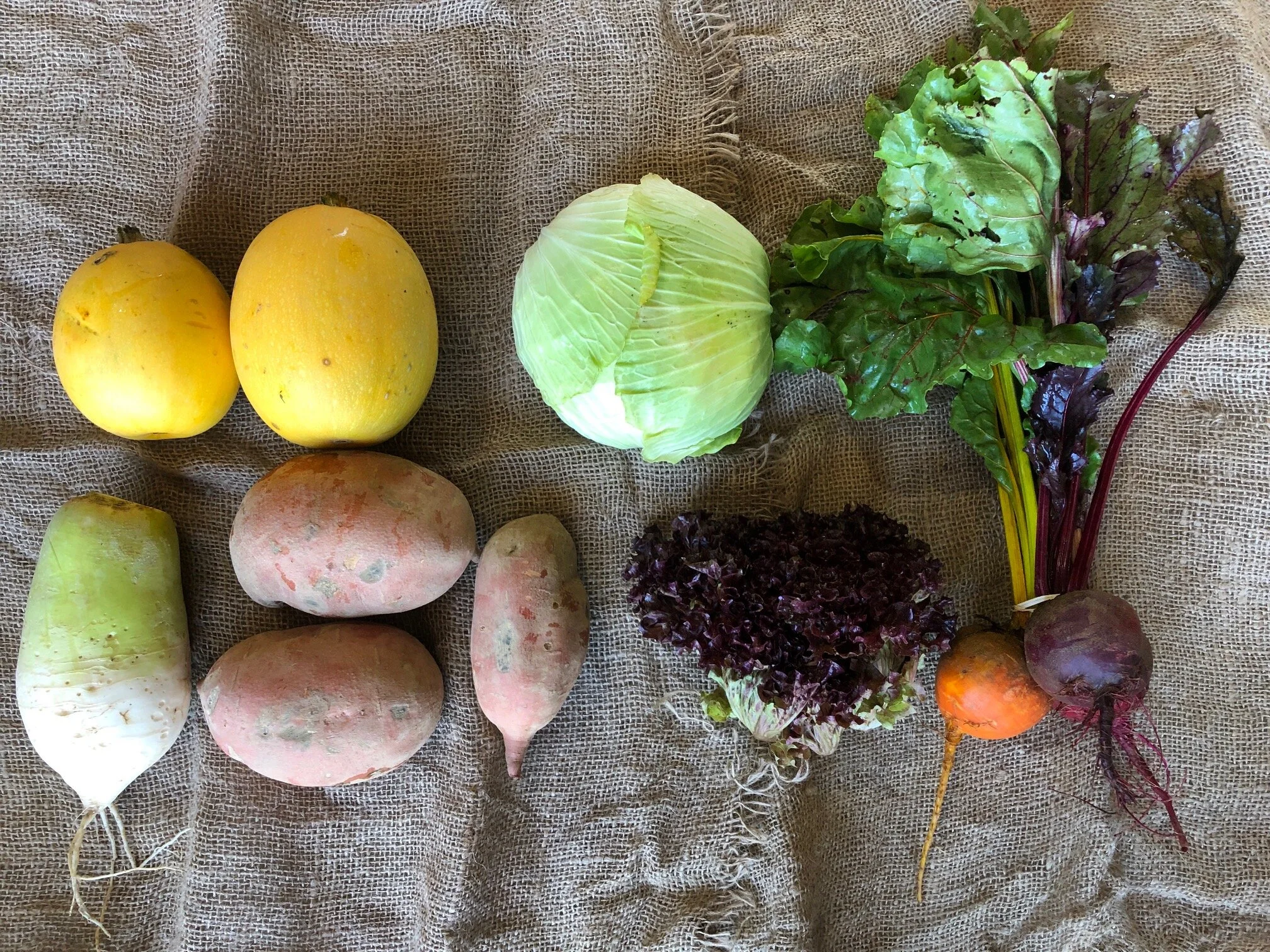 WEEK 4: 3 lbs Sweet Potatoes 1 head Red Cabbage 1 bunch Beets 2 Spaghetti Squash 1 bunch Lettuce 1 Korean Moo Radish