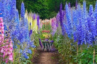 Larkspur is a type of flower. Poisonous but pretty.