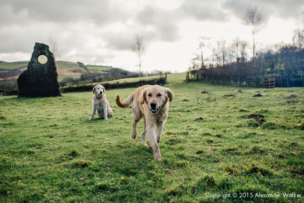  A farm dogs on Old Chapel Farm 