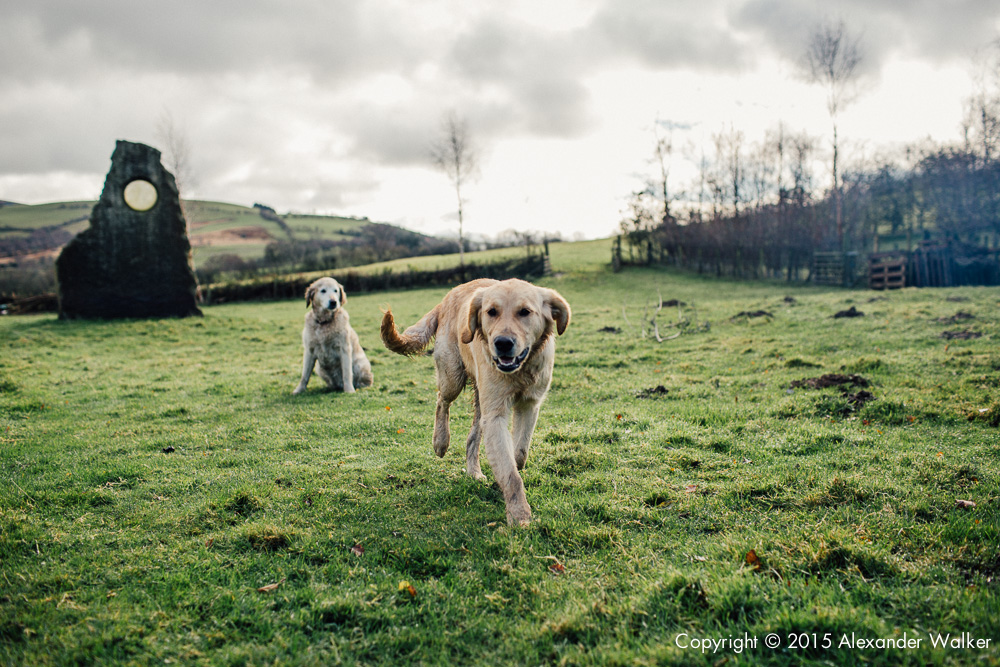 A farm dogs on Old Chapel Farm
