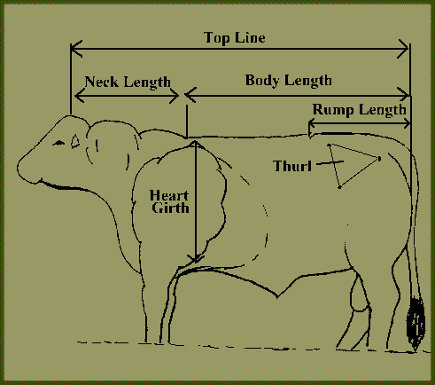 Cattle Heart Girth Weight Chart