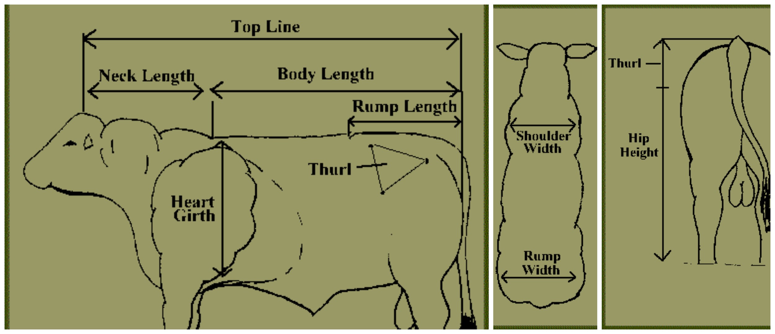 Cattle Heart Girth Weight Chart
