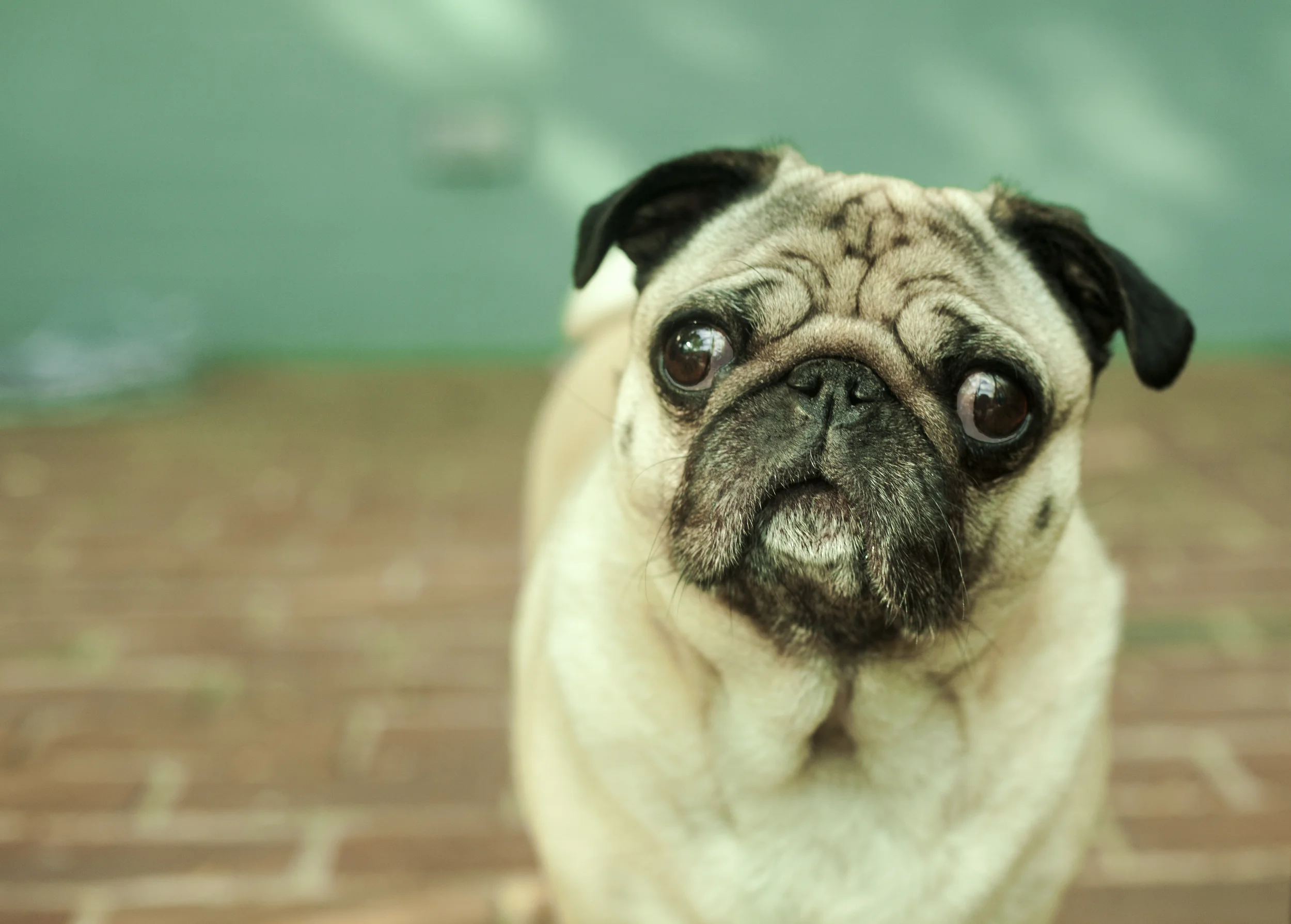 Wrinkleface.jpg