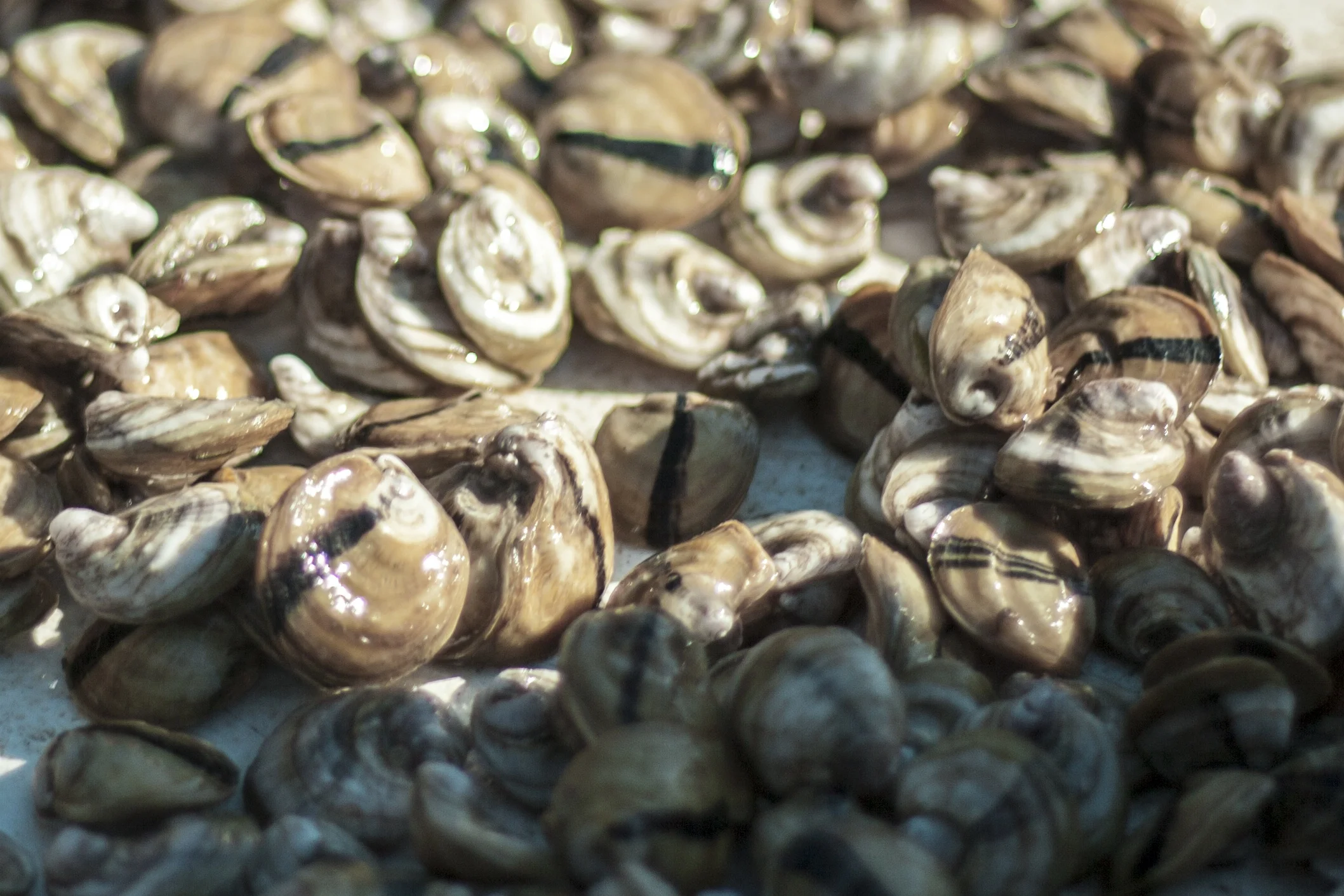 Oysters10.jpg