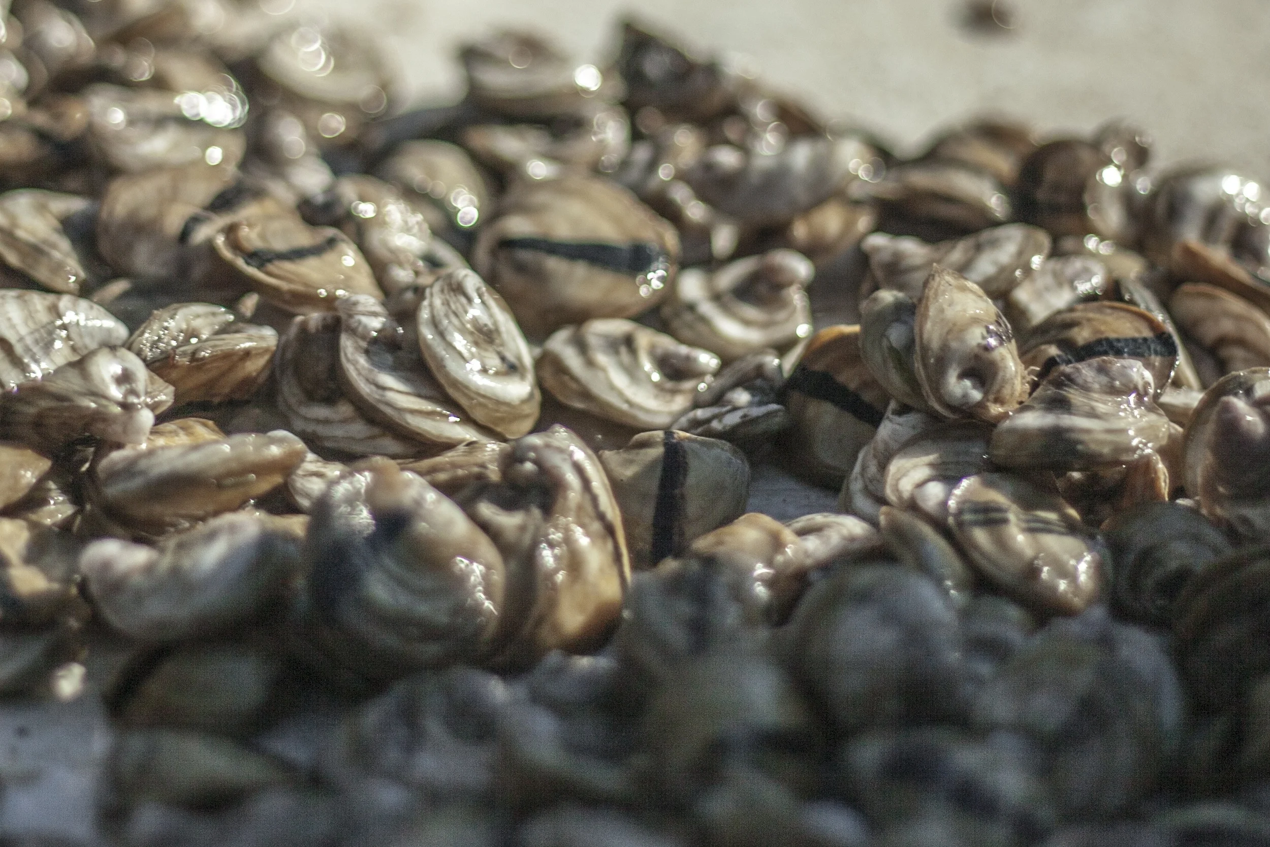 Oysters14.jpg