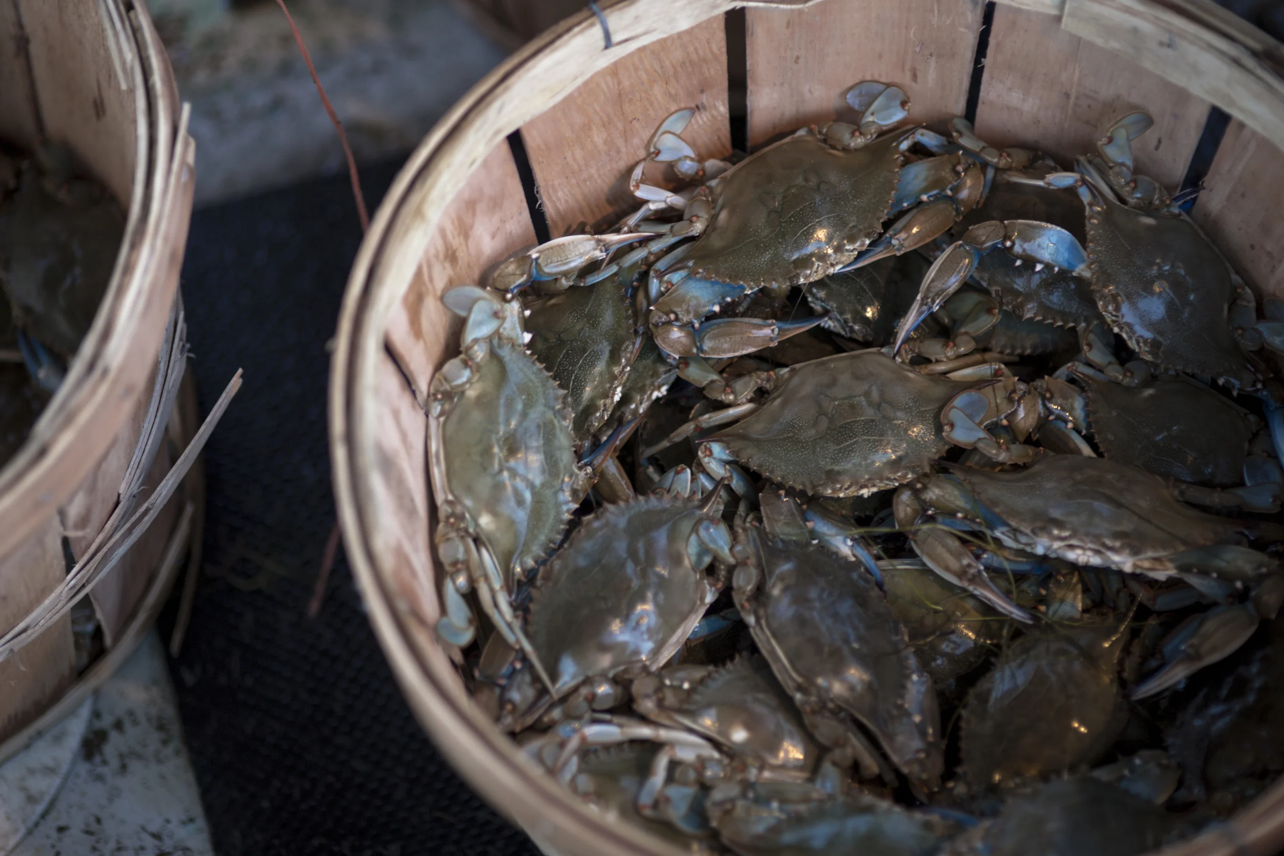 CrabsInBasket_Z1A0133.jpg