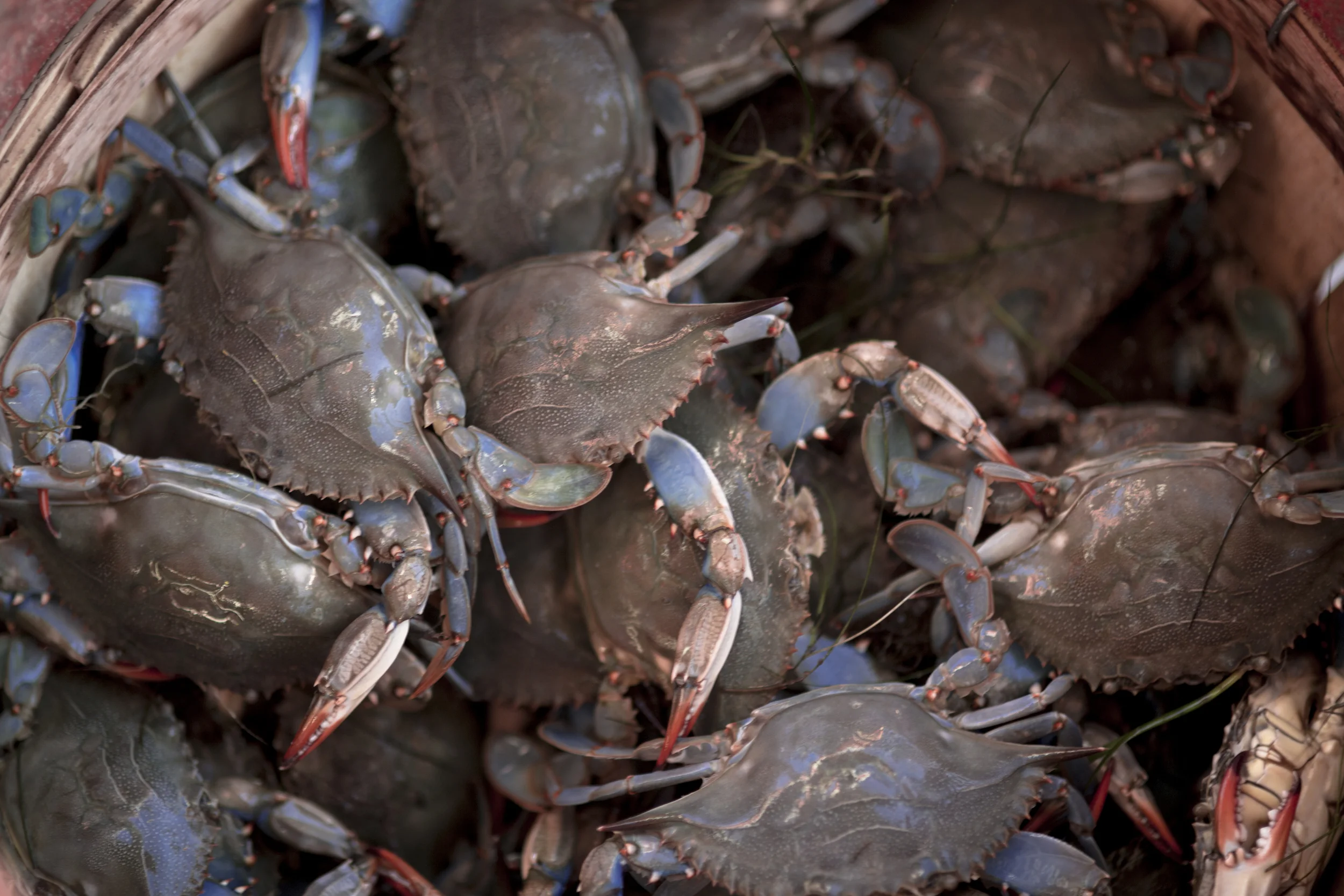 CrabsInBasket_Z1A0206.jpg