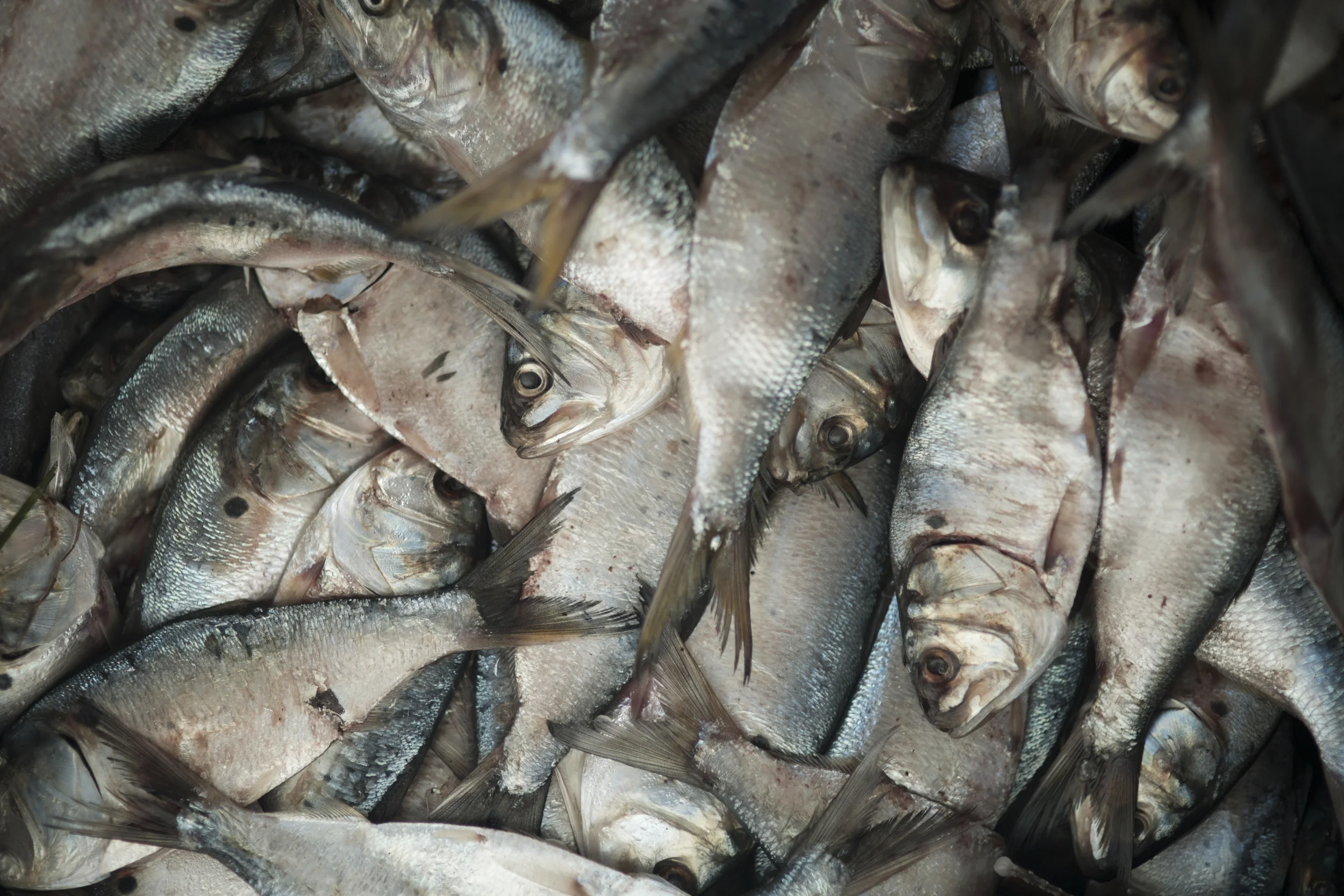 Fish_Z1A0259.jpg
