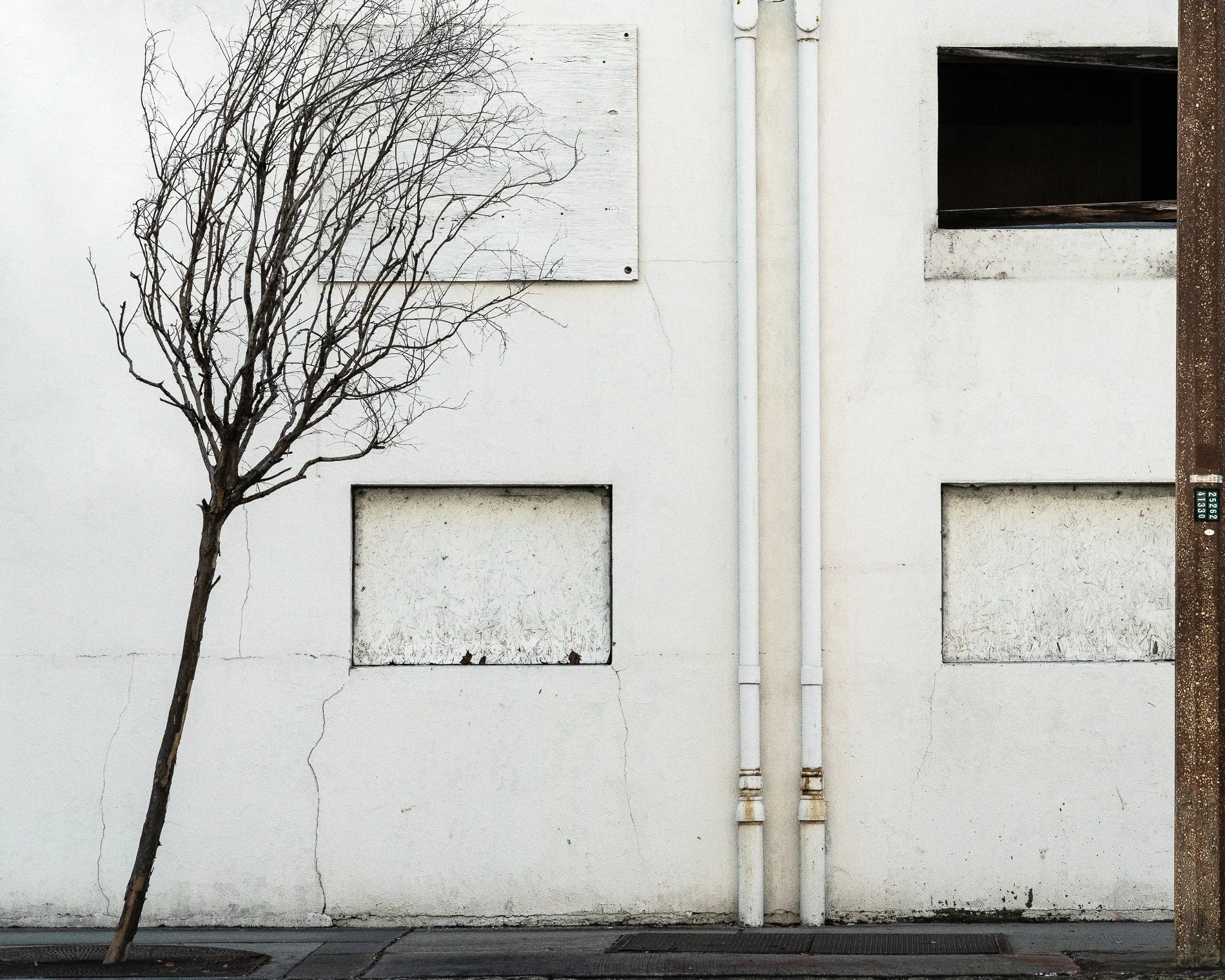 Leaning Tree. 2019
