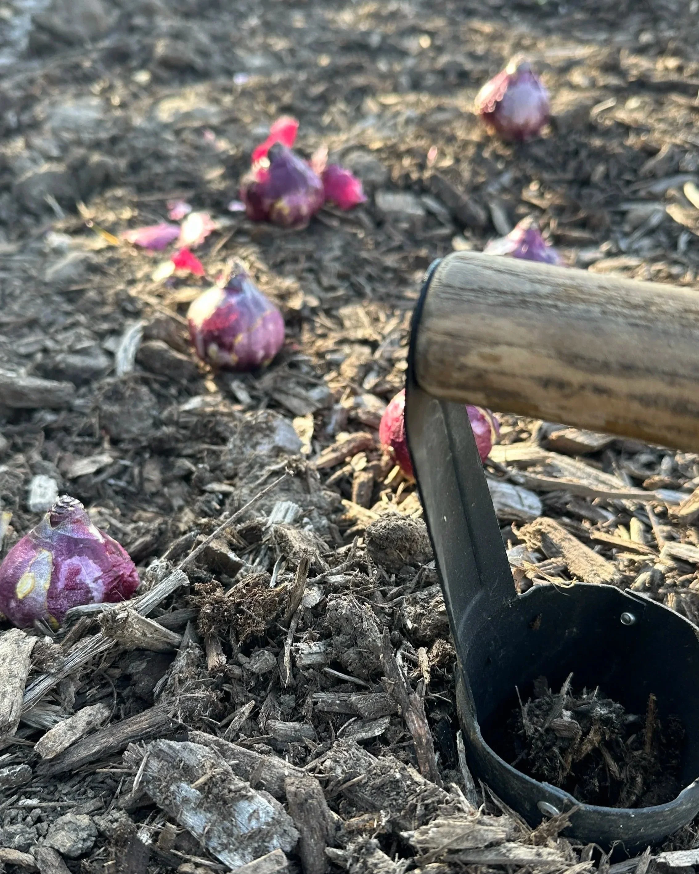 Planting Little Surprises for Spring