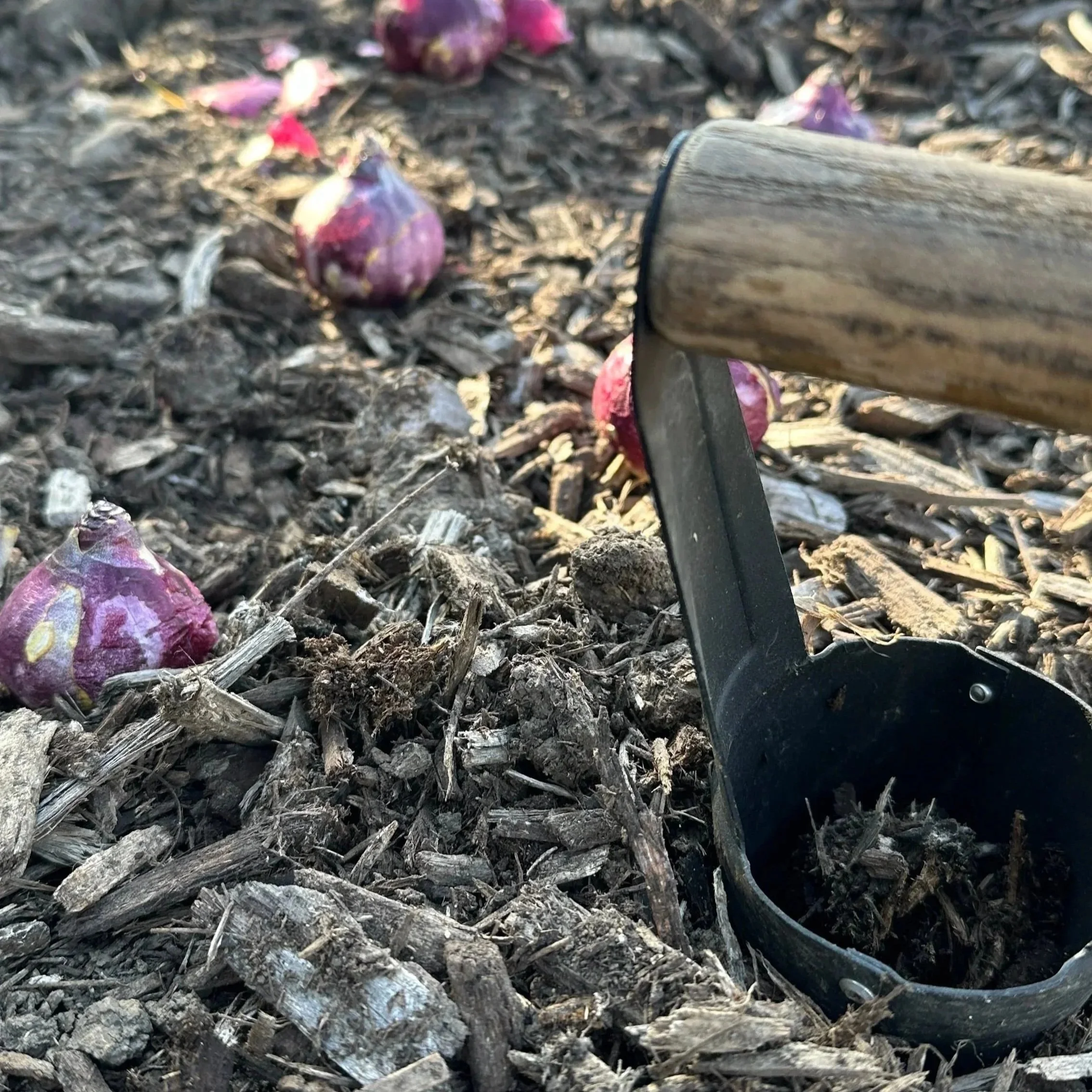 Planting Little Surprises for Spring