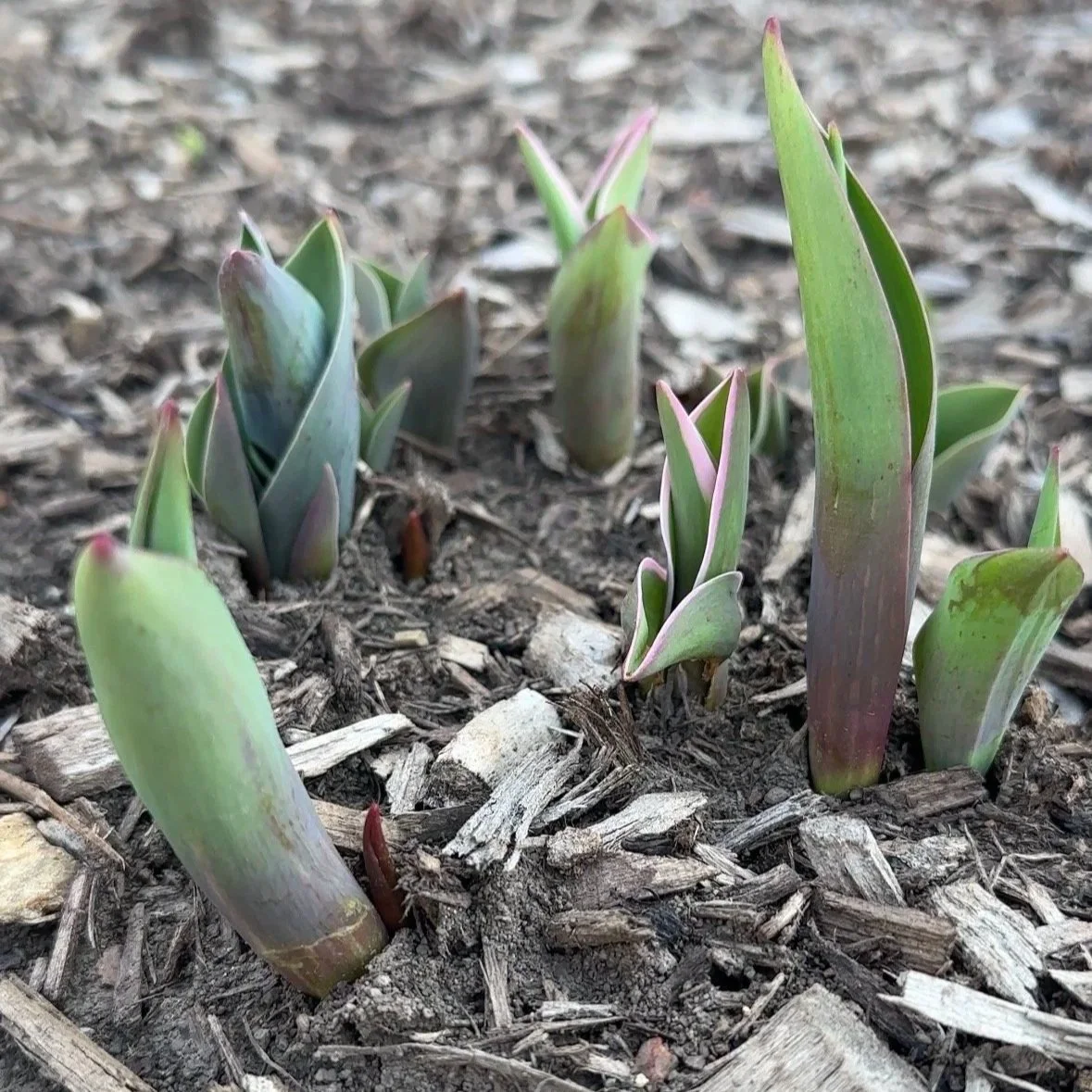 A Smallish March: Finding Joy in Everyday Moments