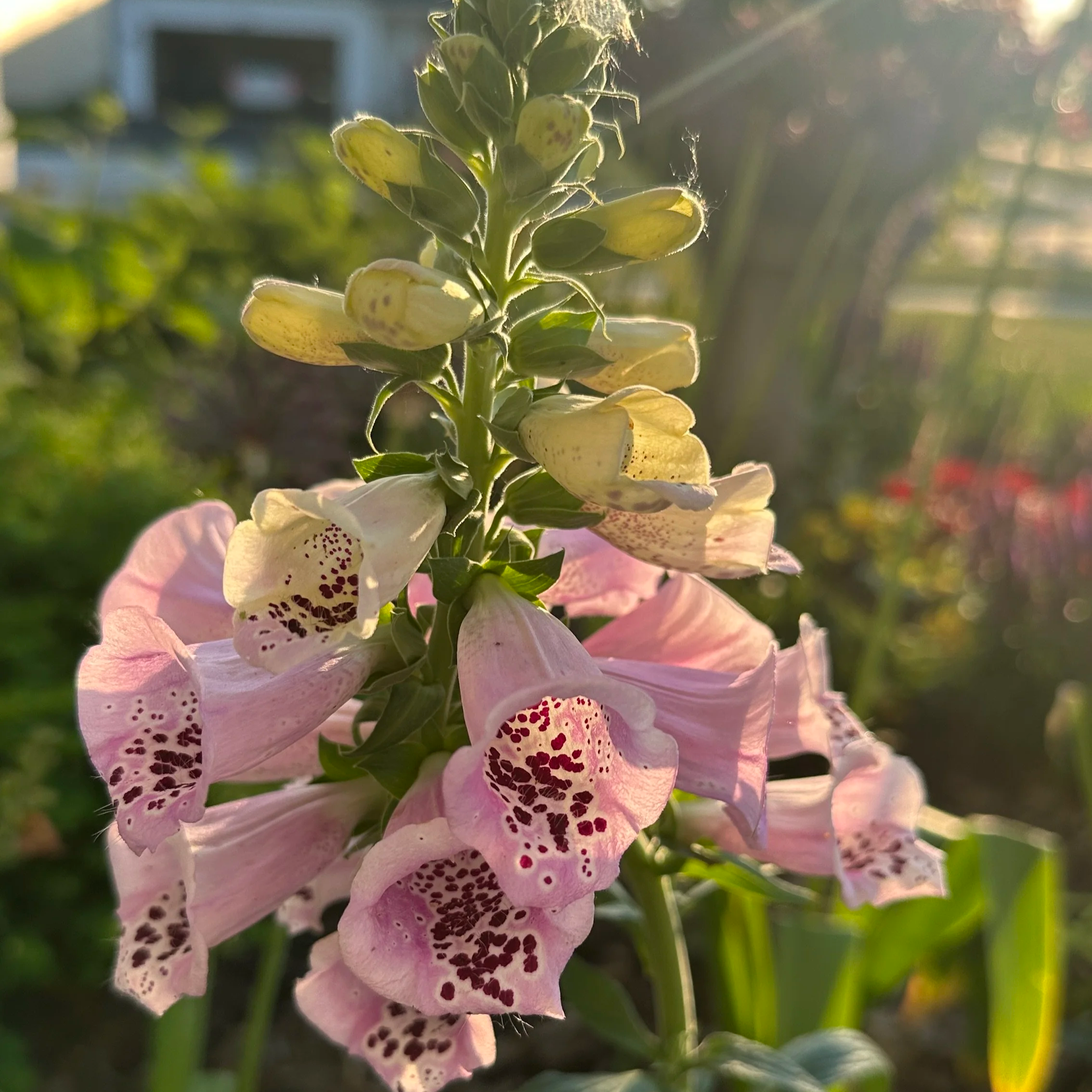 A Smallish May: Finding Joy in Everyday Moments