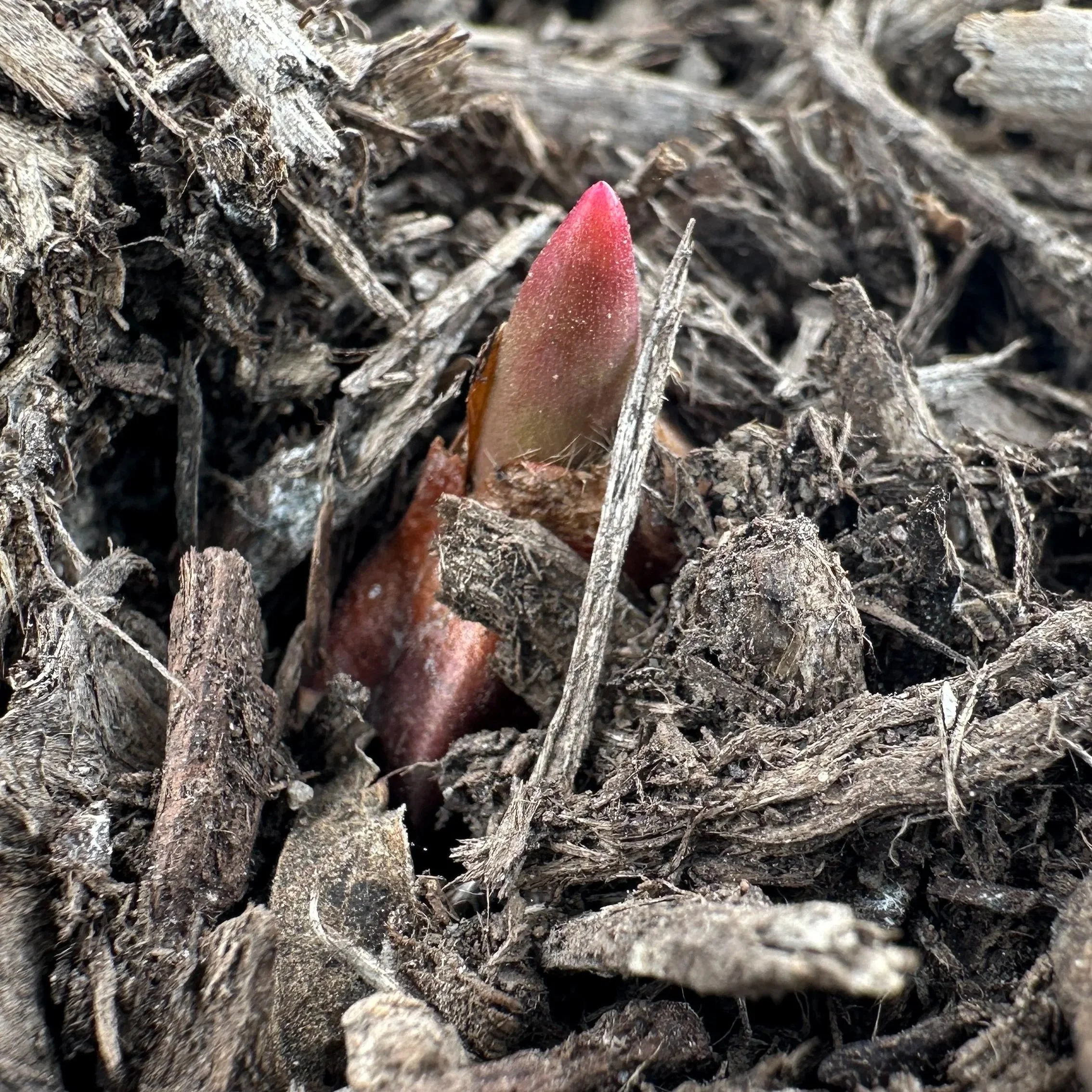 Early spring garden bulb sprouting through mulch in a backyard garden in Chicago